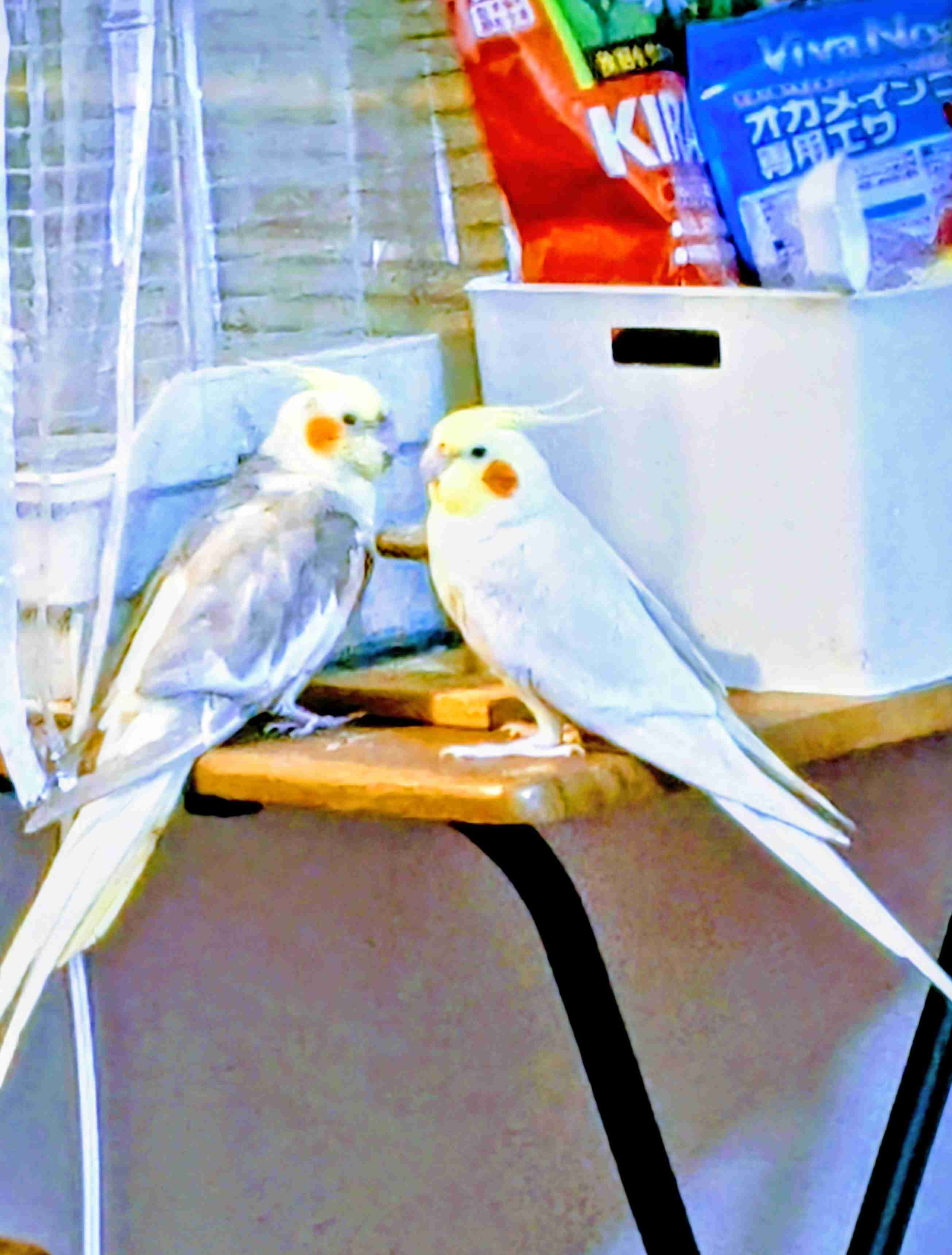 【オウム・インコ】鳥を飼っている人・鳥が好きな人【文鳥・梟】