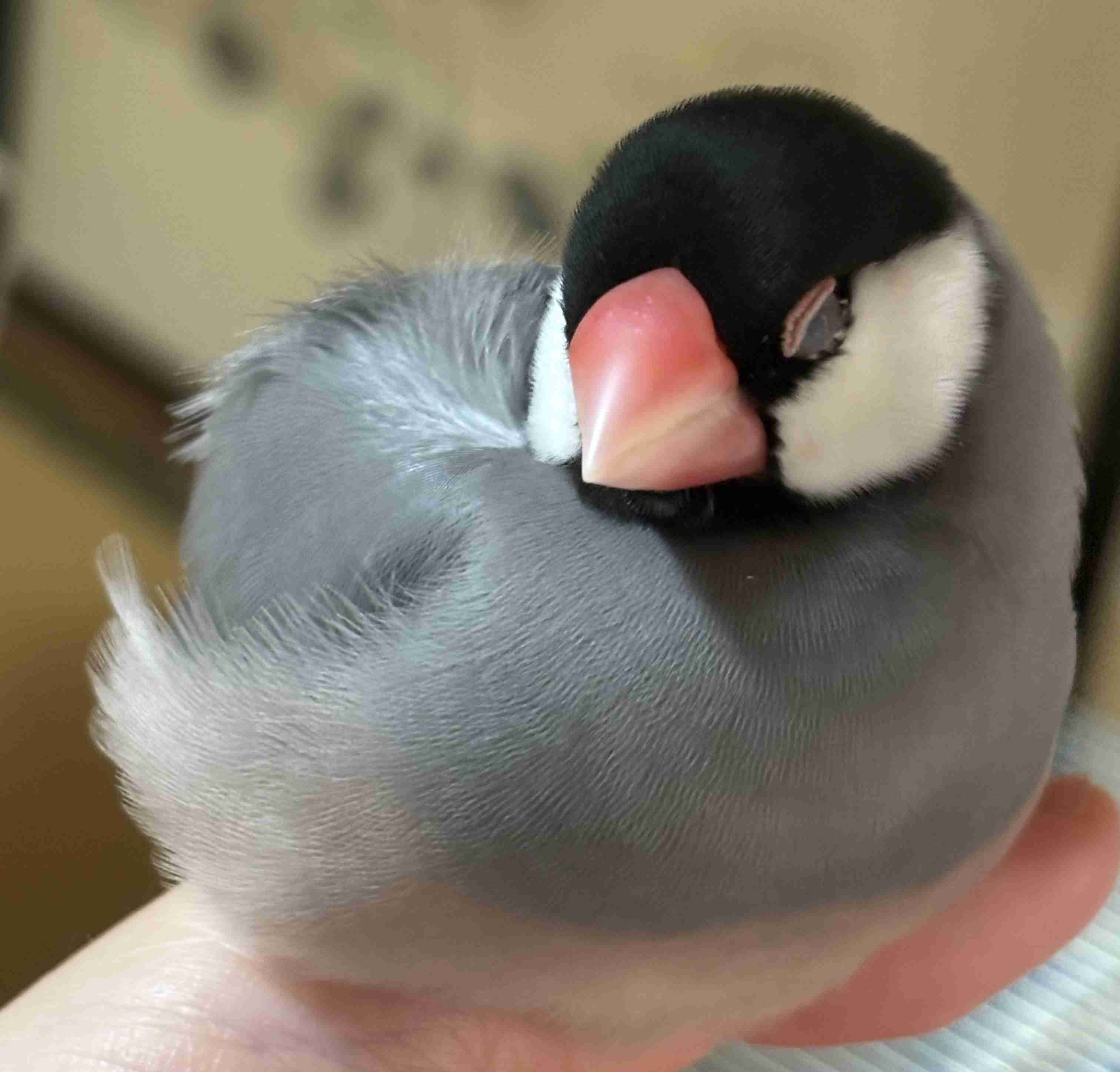 人でも物でも、とにかくジャンルは問いません。今、あなたが他の人に勧めたいものはありますか？