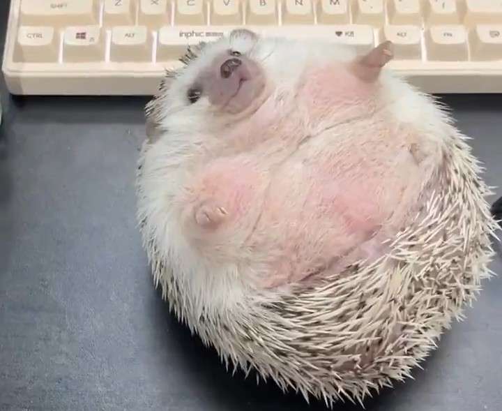 ハリネズミが好きな人