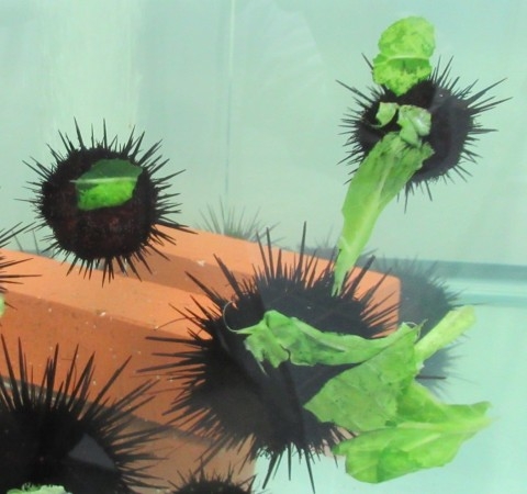 ハリネズミが好きな人