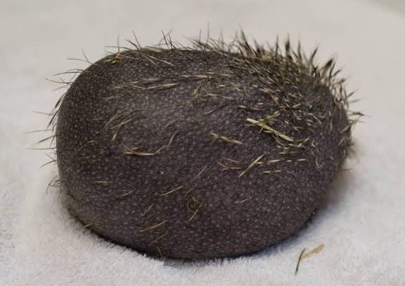 ハリネズミが好きな人