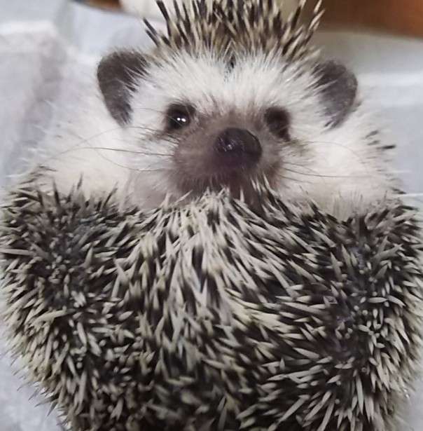 ハリネズミが好きな人