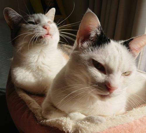 人相学・観相学 part8