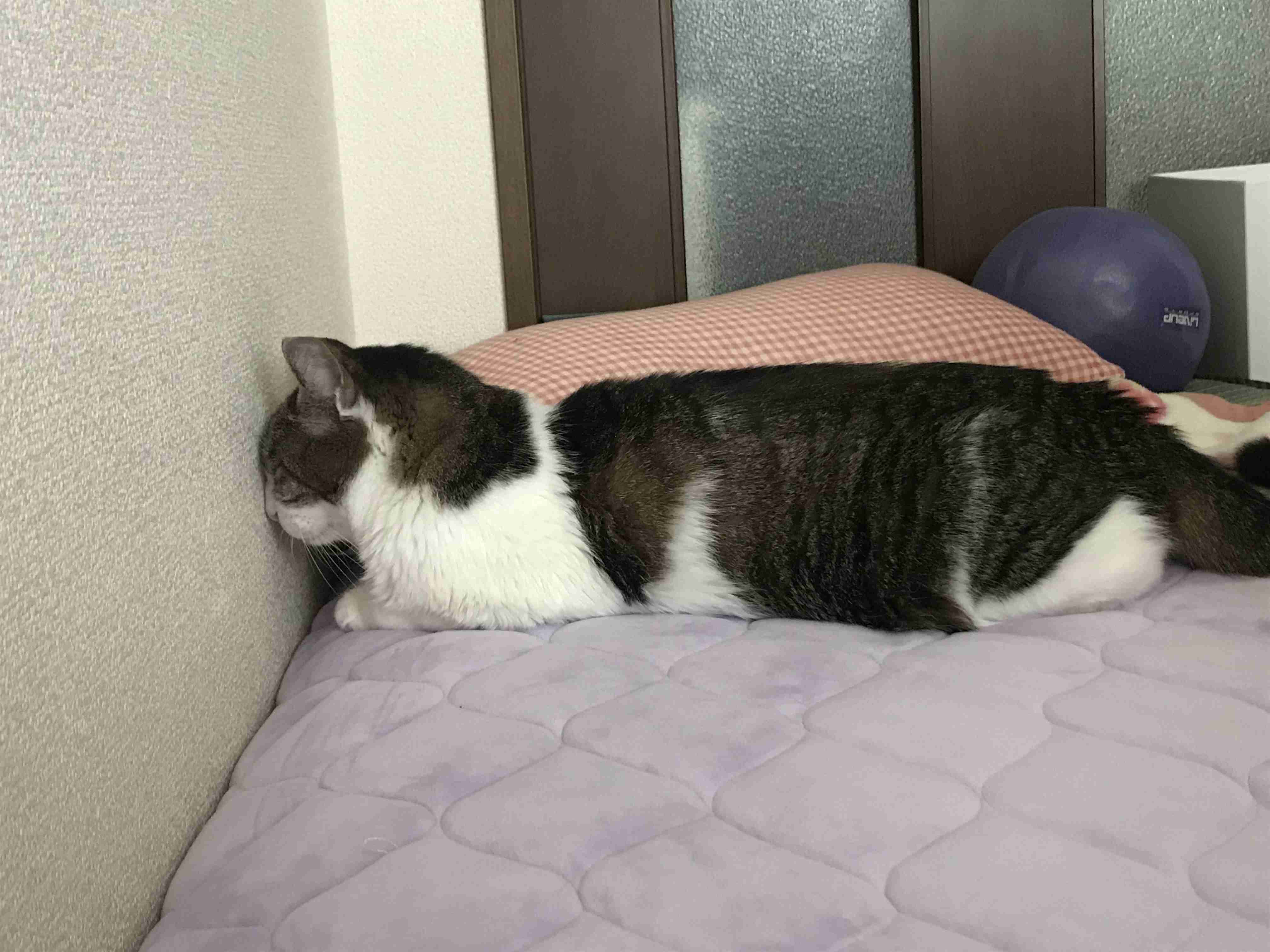 幸せそうに寝てるペットを見せ合わない?