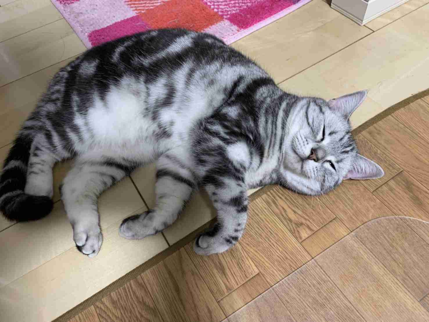 幸せそうに寝てるペットを見せ合わない?