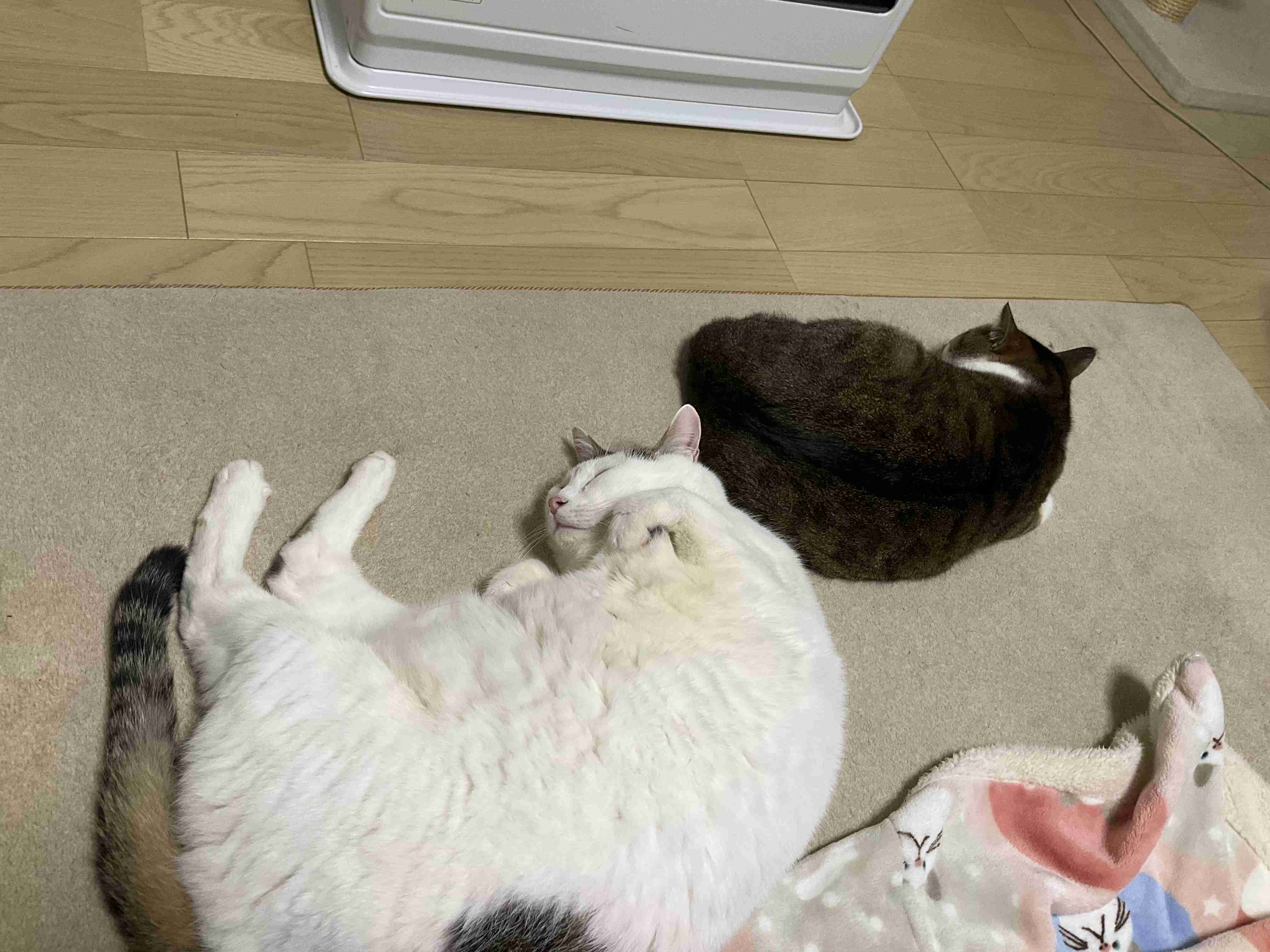 幸せそうに寝てるペットを見せ合わない?