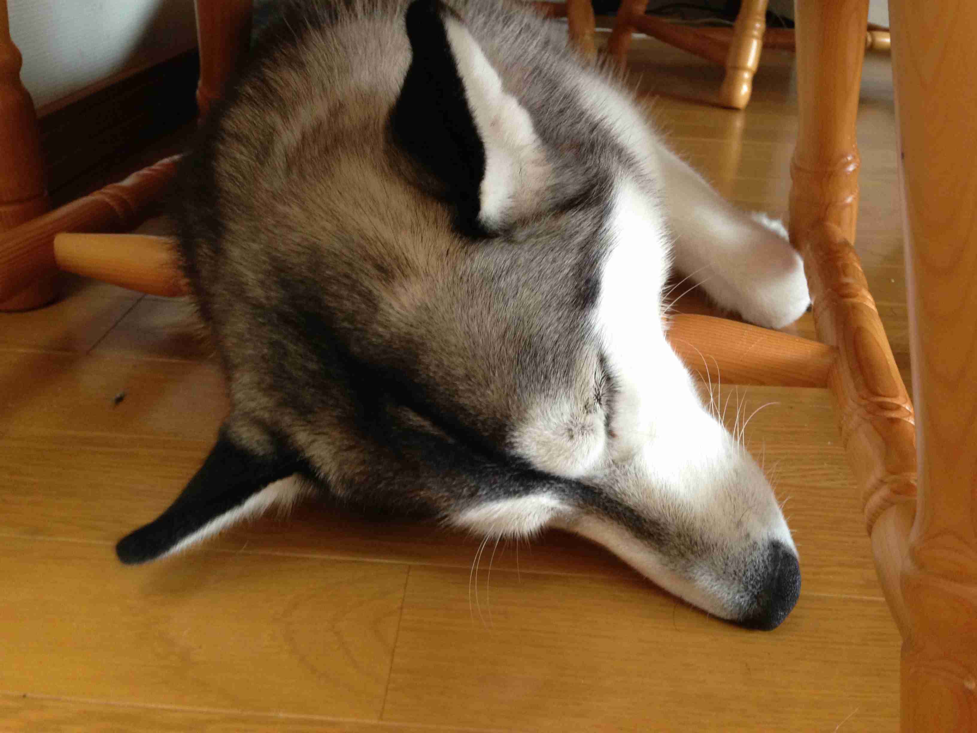 幸せそうに寝てるペットを見せ合わない?