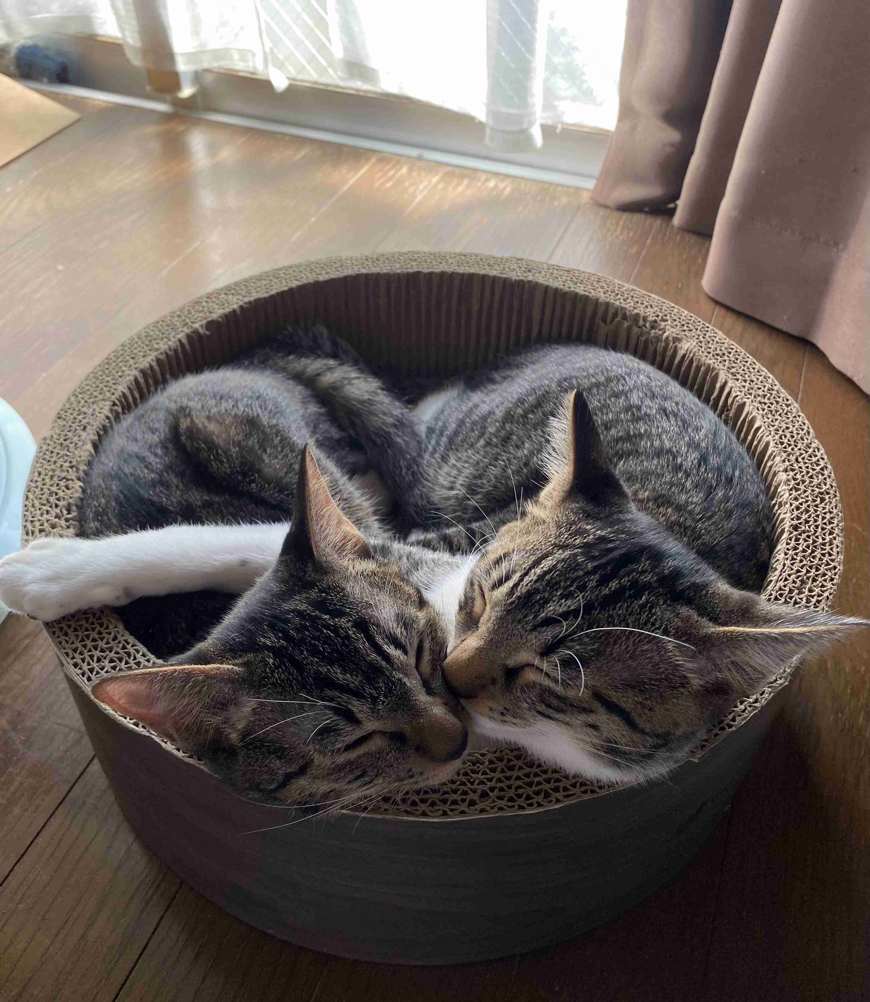 幸せそうに寝てるペットを見せ合わない?