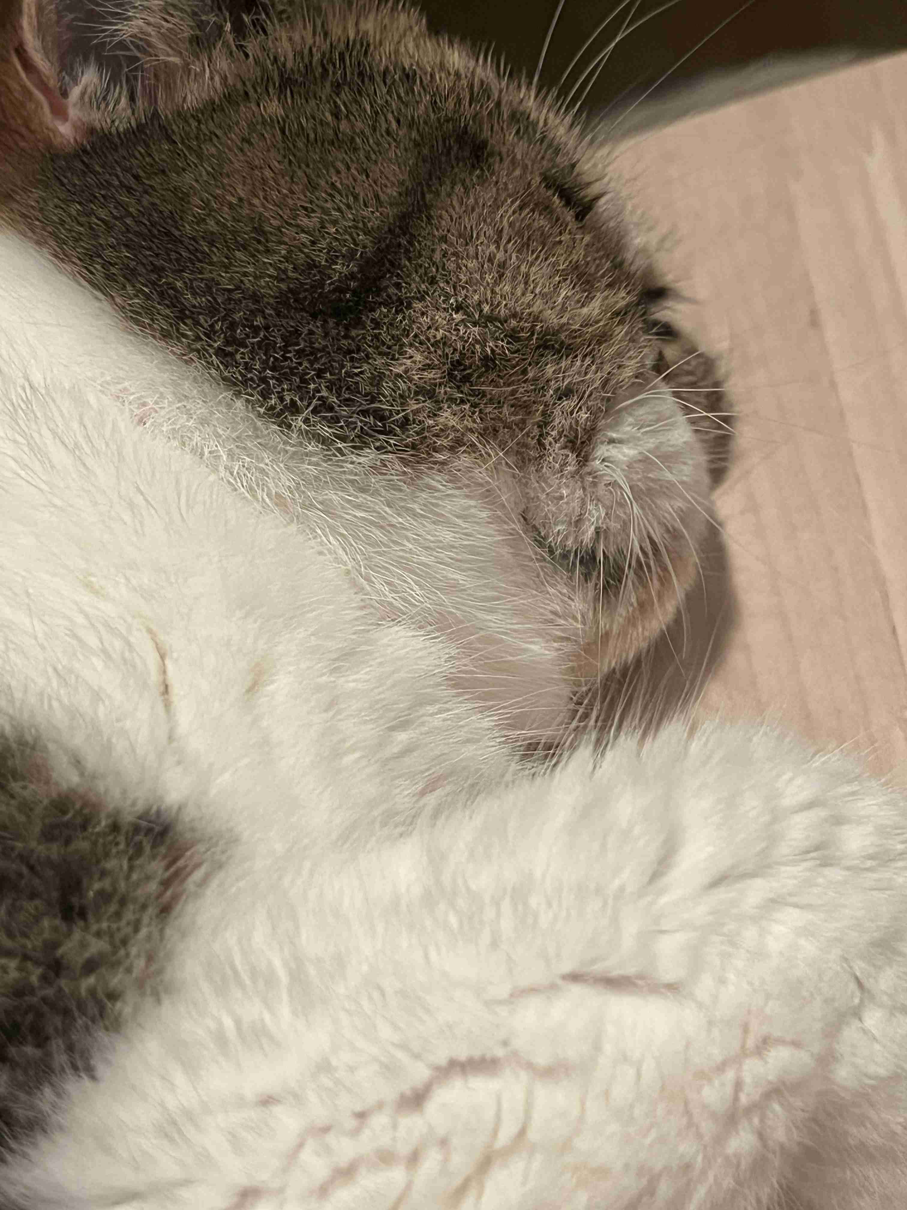 幸せそうに寝てるペットを見せ合わない?