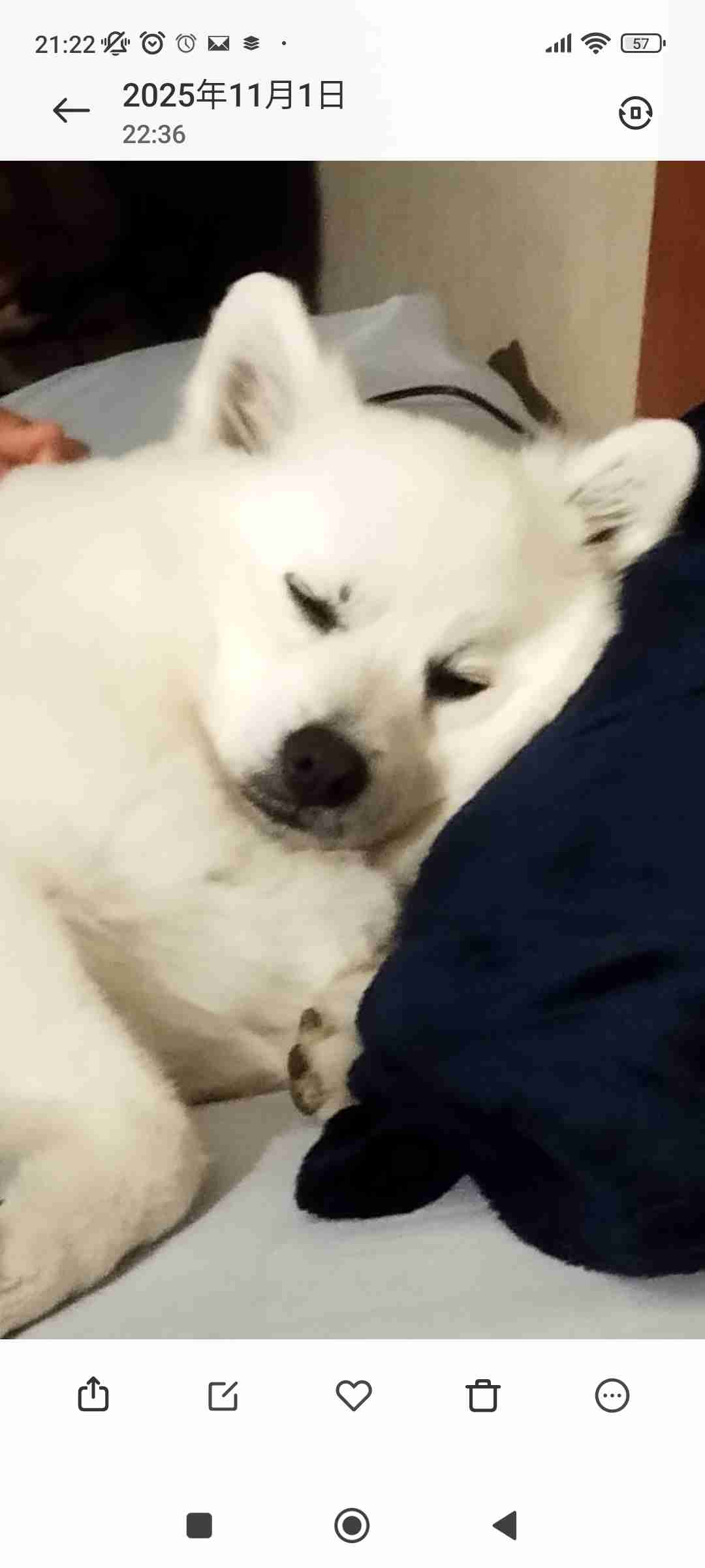 幸せそうに寝てるペットを見せ合わない?