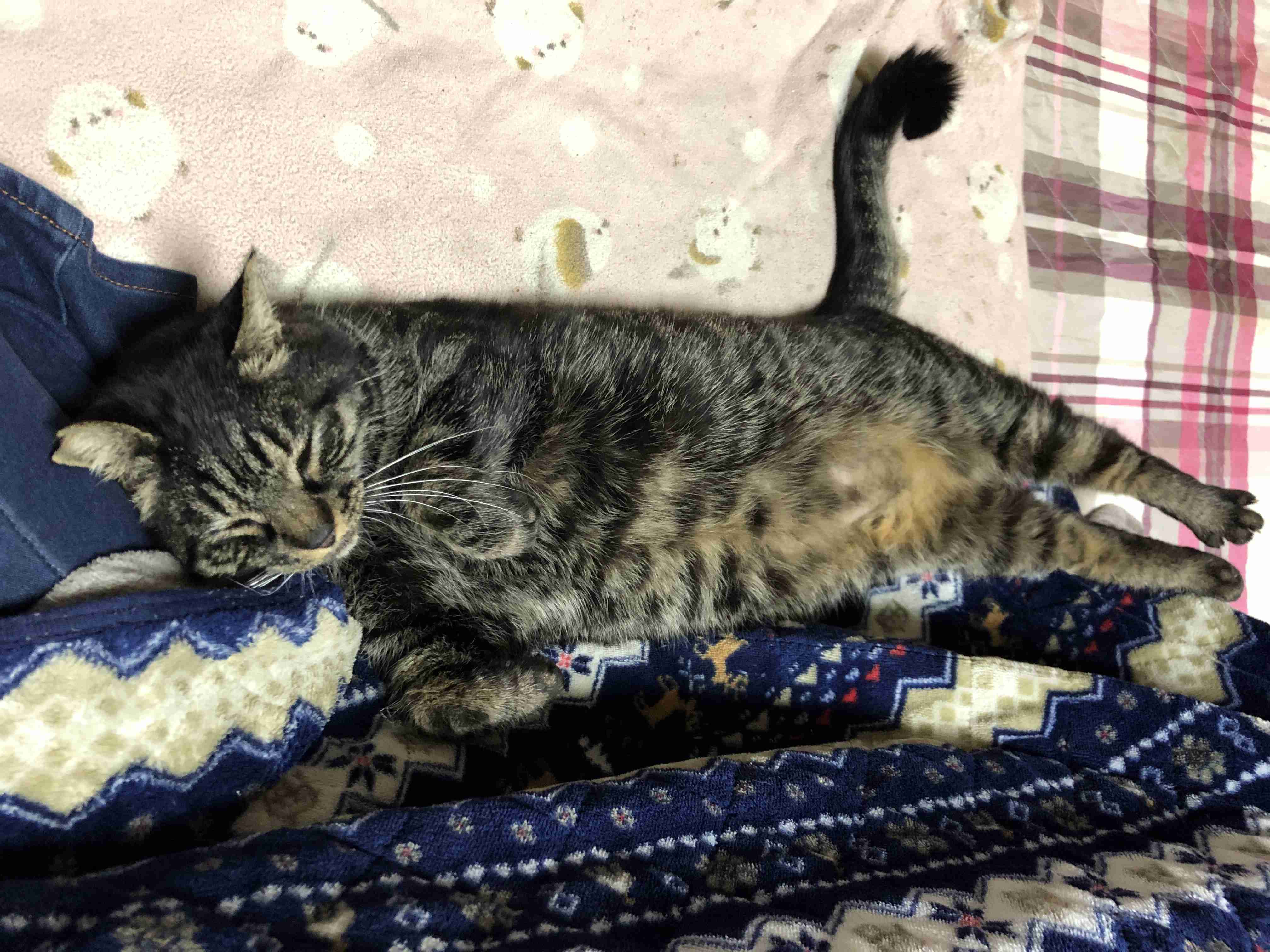 幸せそうに寝てるペットを見せ合わない?