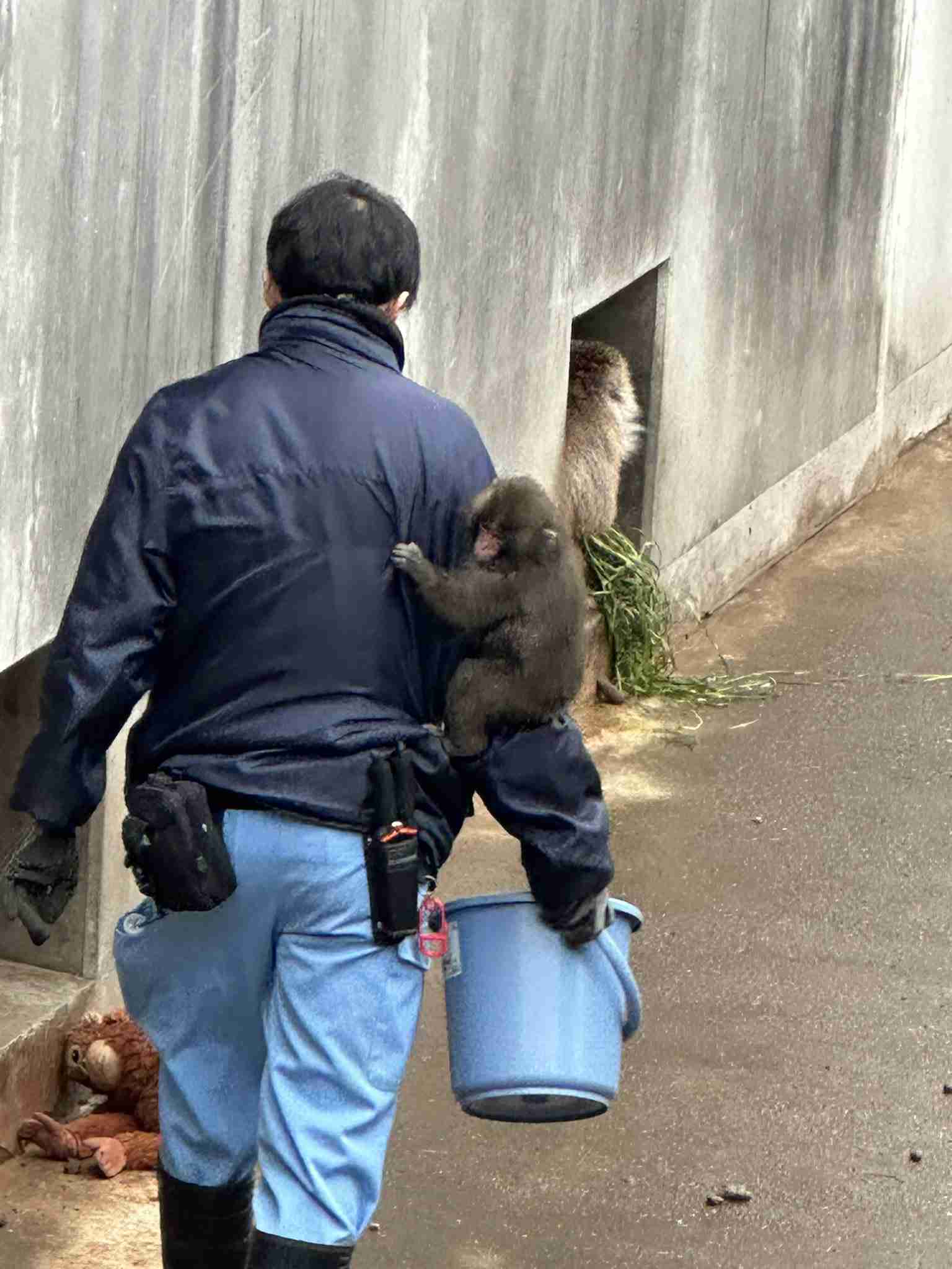 育児放棄で“母”はぬいぐるみ 子ザルの「パンチ」に応援殺到
