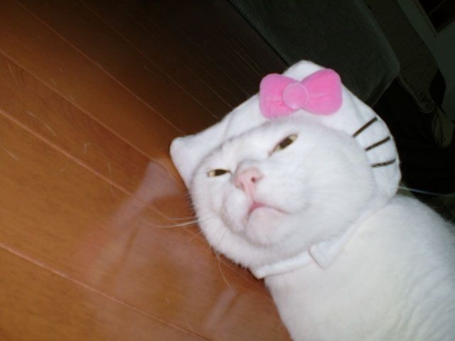 被り物全般似合わない人