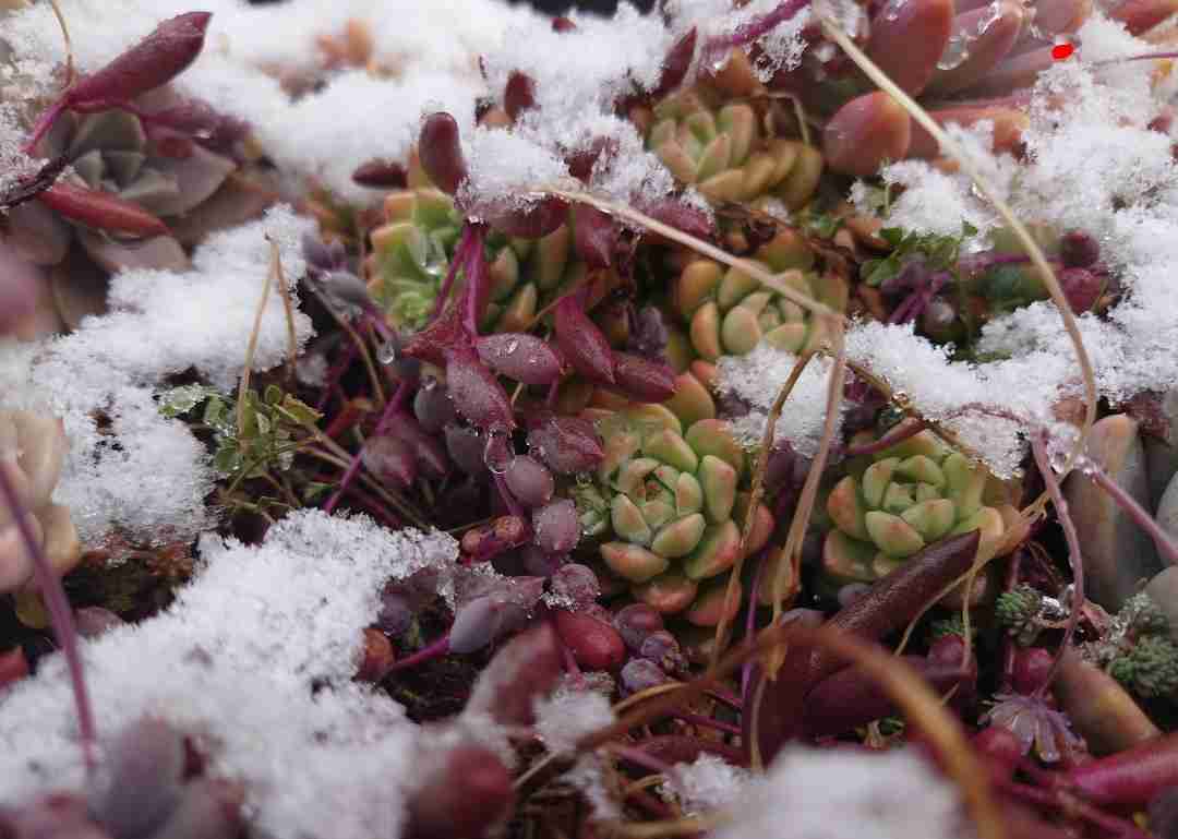 【ガーデニング】ガルちゃん園芸部【花・植物】part.54