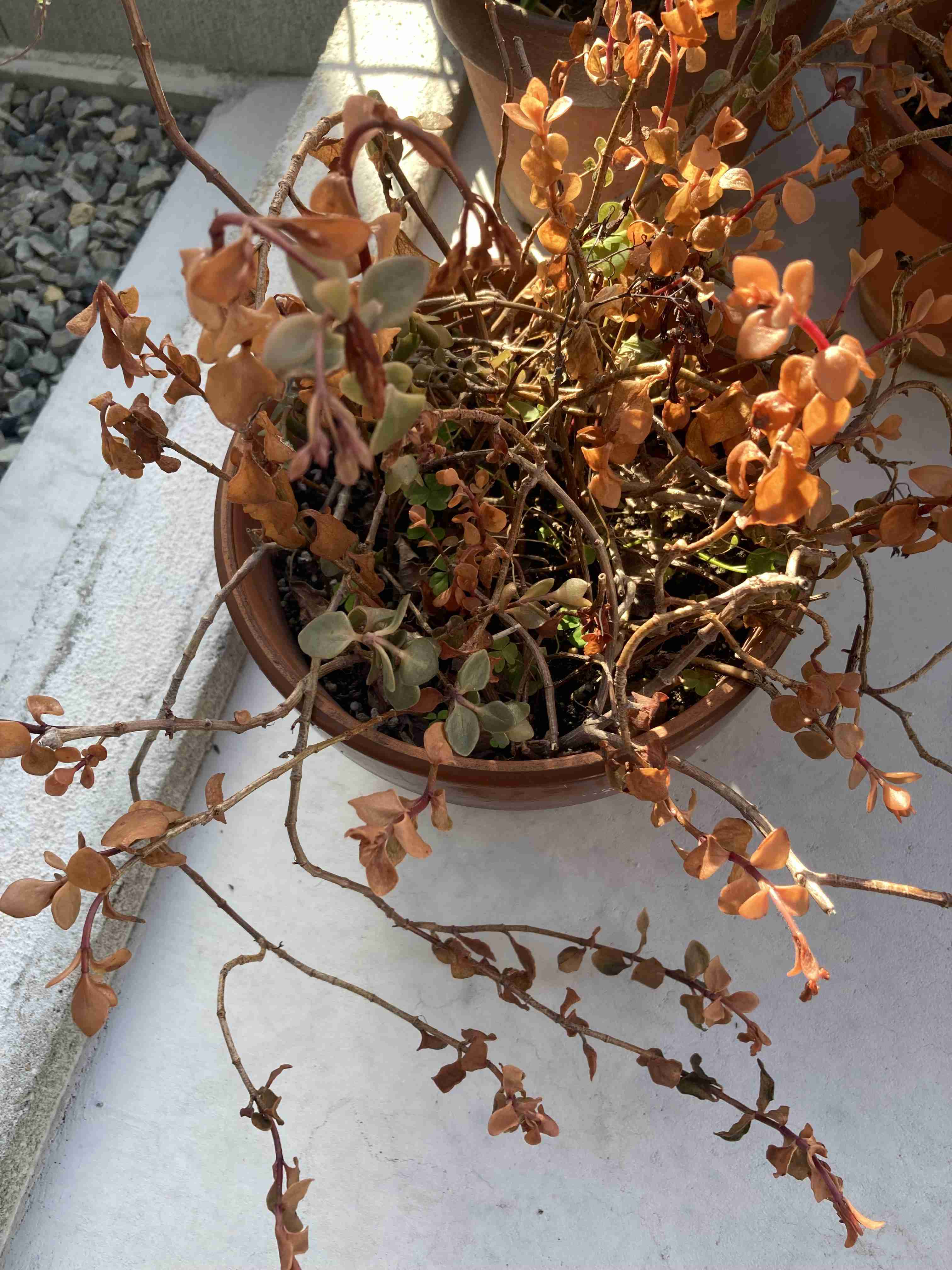 【ガーデニング】ガルちゃん園芸部【花・植物】part.54