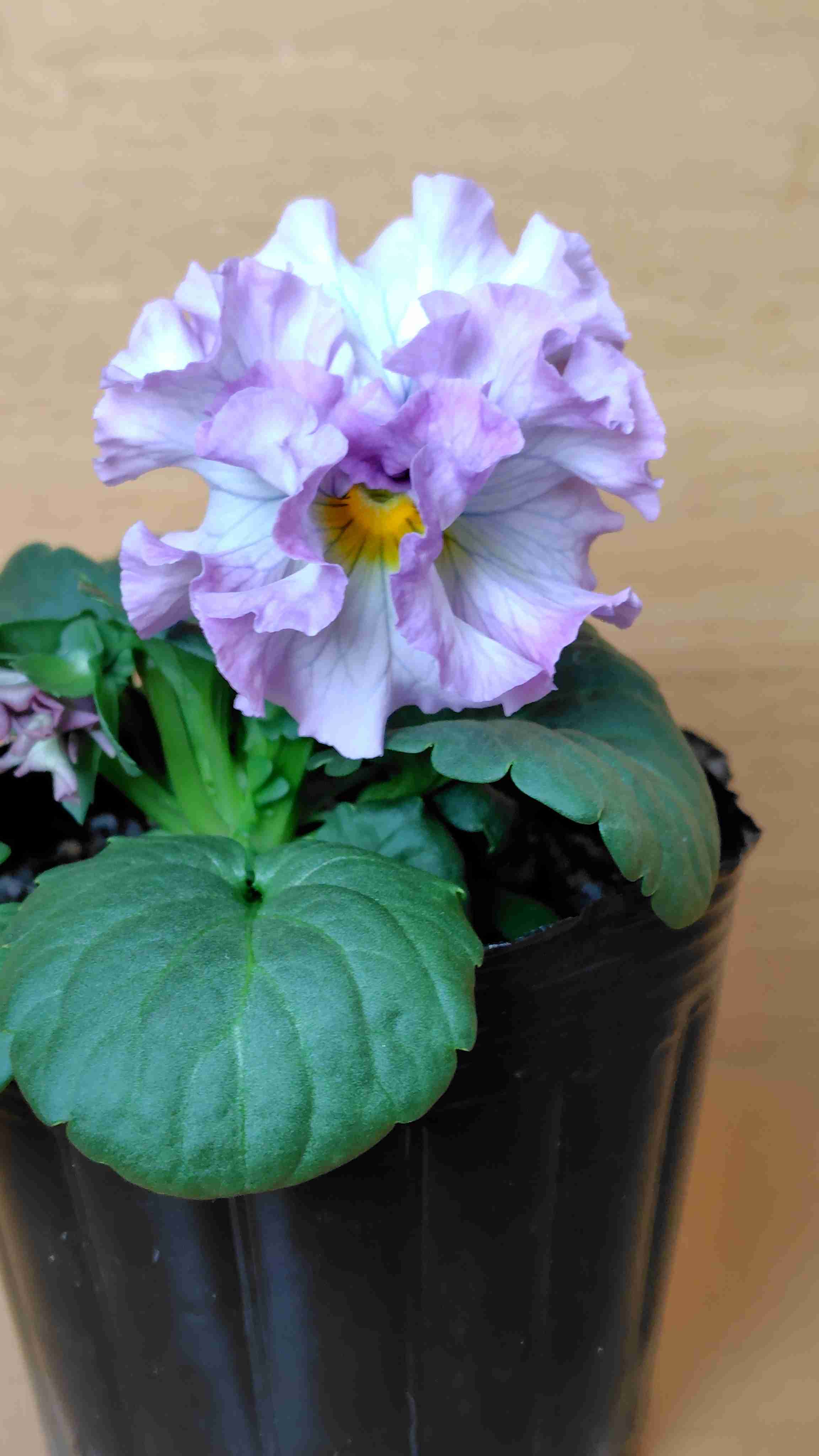 【ガーデニング】ガルちゃん園芸部【花・植物】part.54