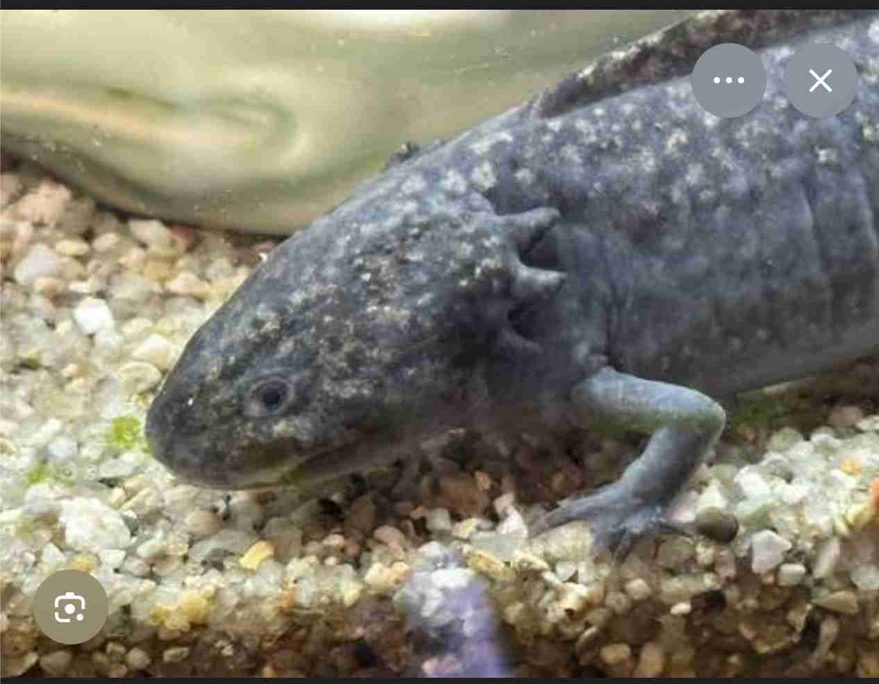 🐍爬虫類・両生類好きな人🐸※閲覧注意※