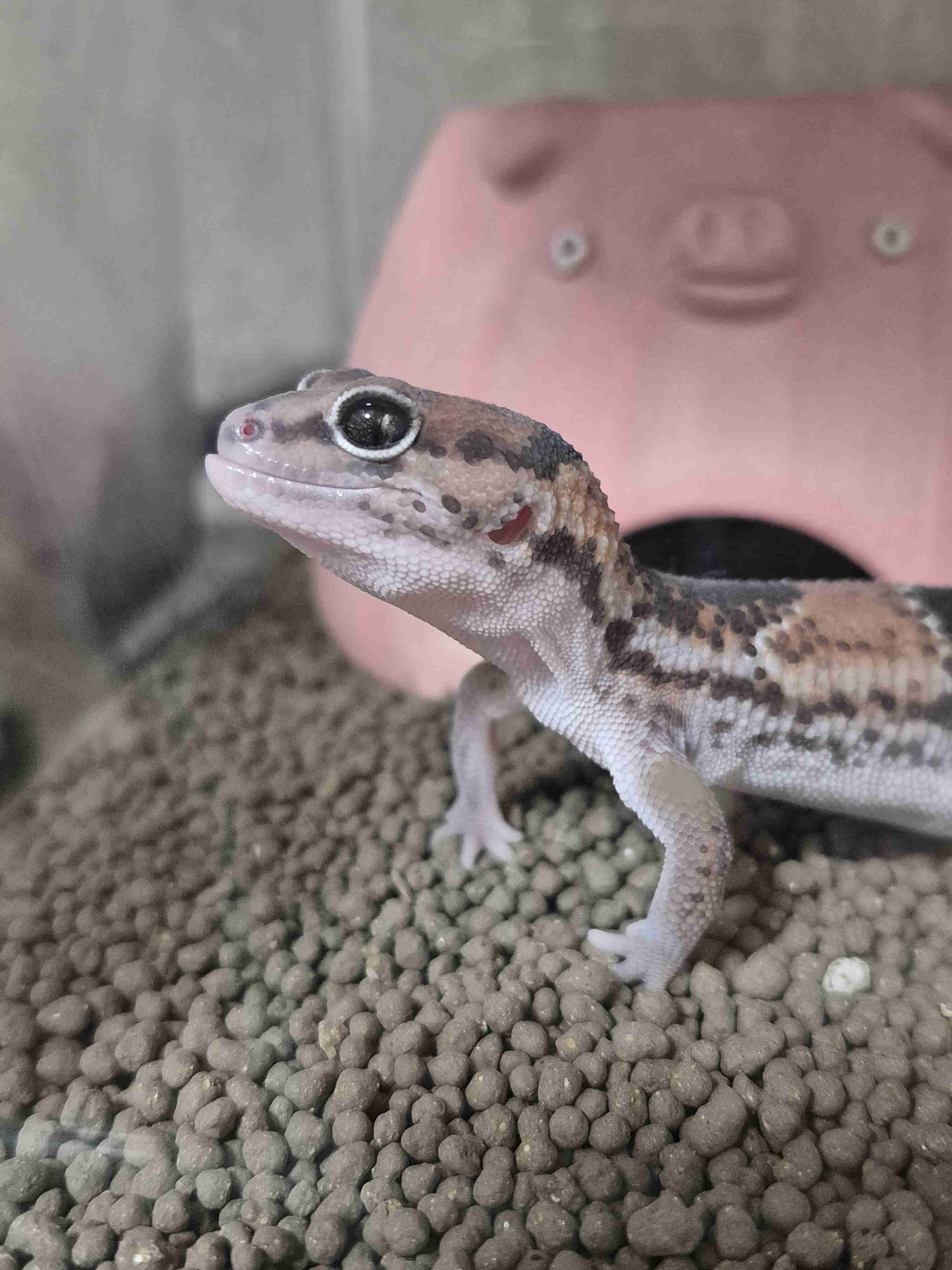 🐍爬虫類・両生類好きな人🐸※閲覧注意※