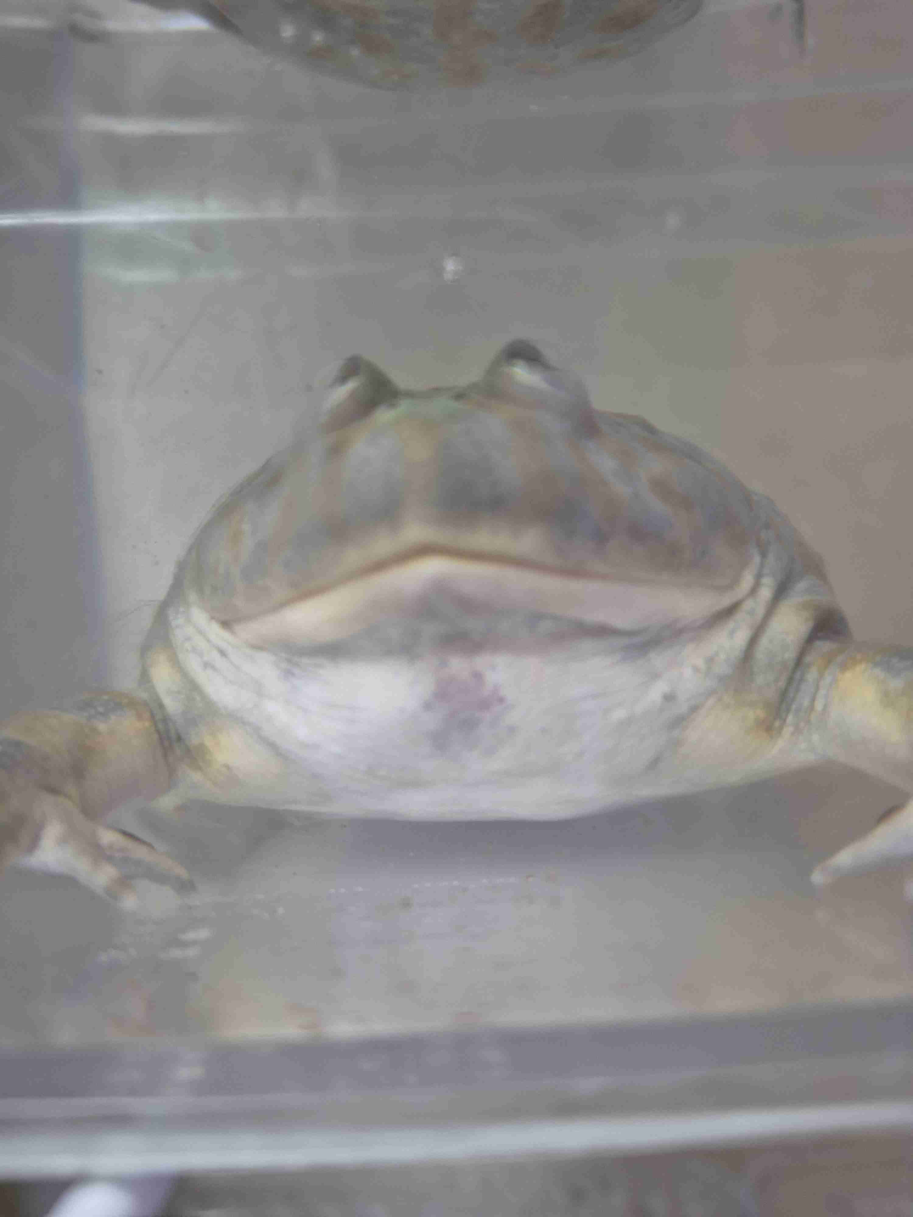 🐍爬虫類・両生類好きな人🐸※閲覧注意※