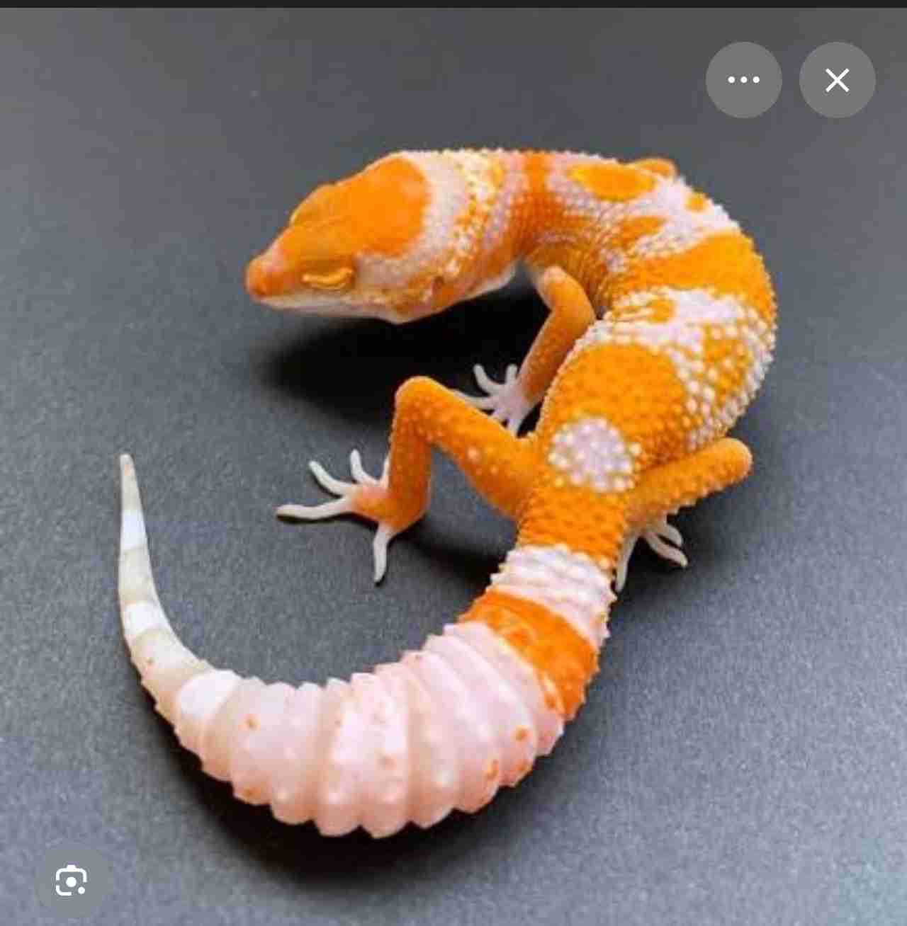 🐍爬虫類・両生類好きな人🐸※閲覧注意※