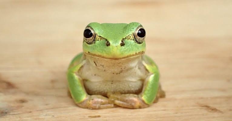 🐍爬虫類・両生類好きな人🐸※閲覧注意※