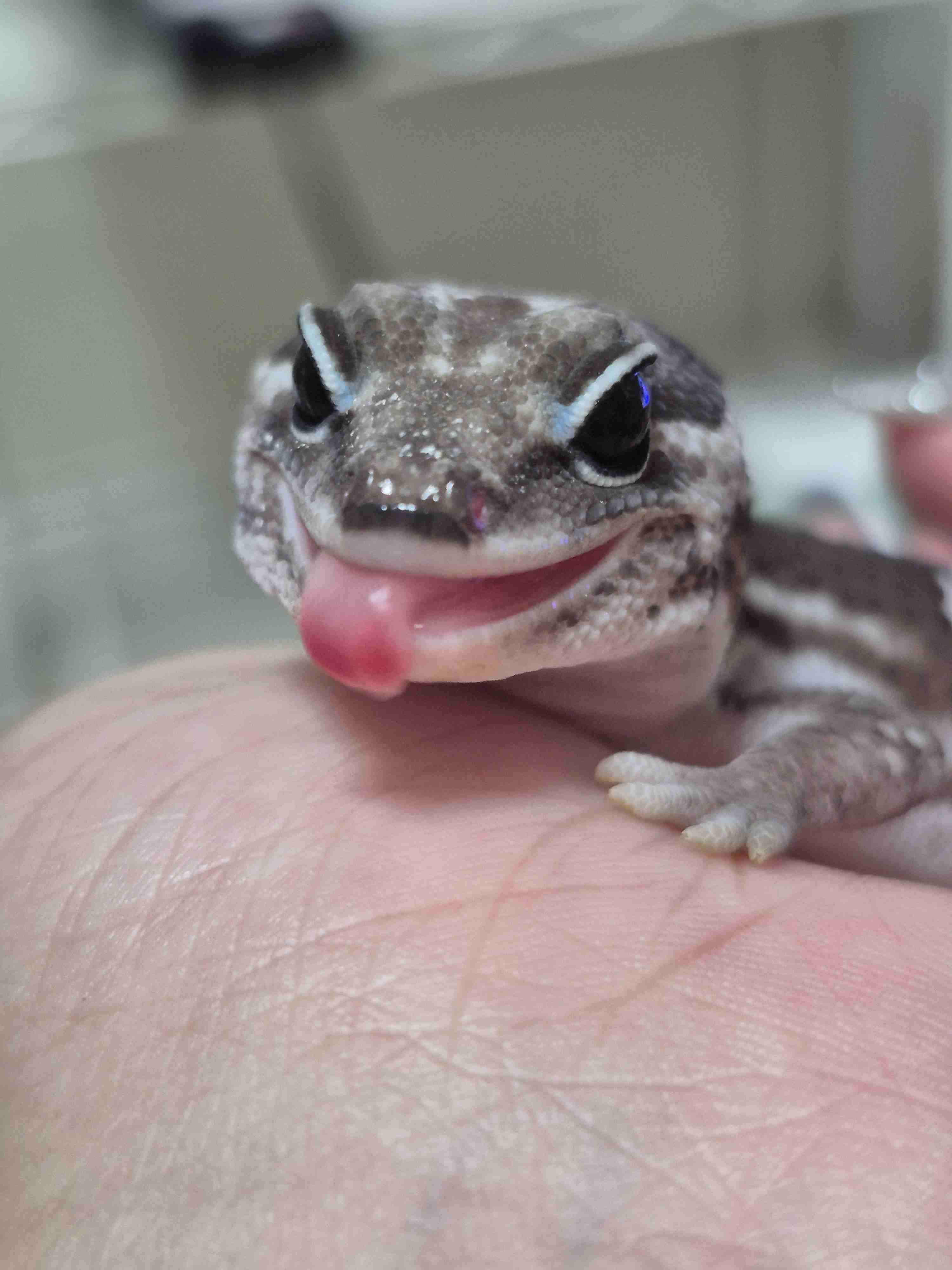 🐍爬虫類・両生類好きな人🐸※閲覧注意※