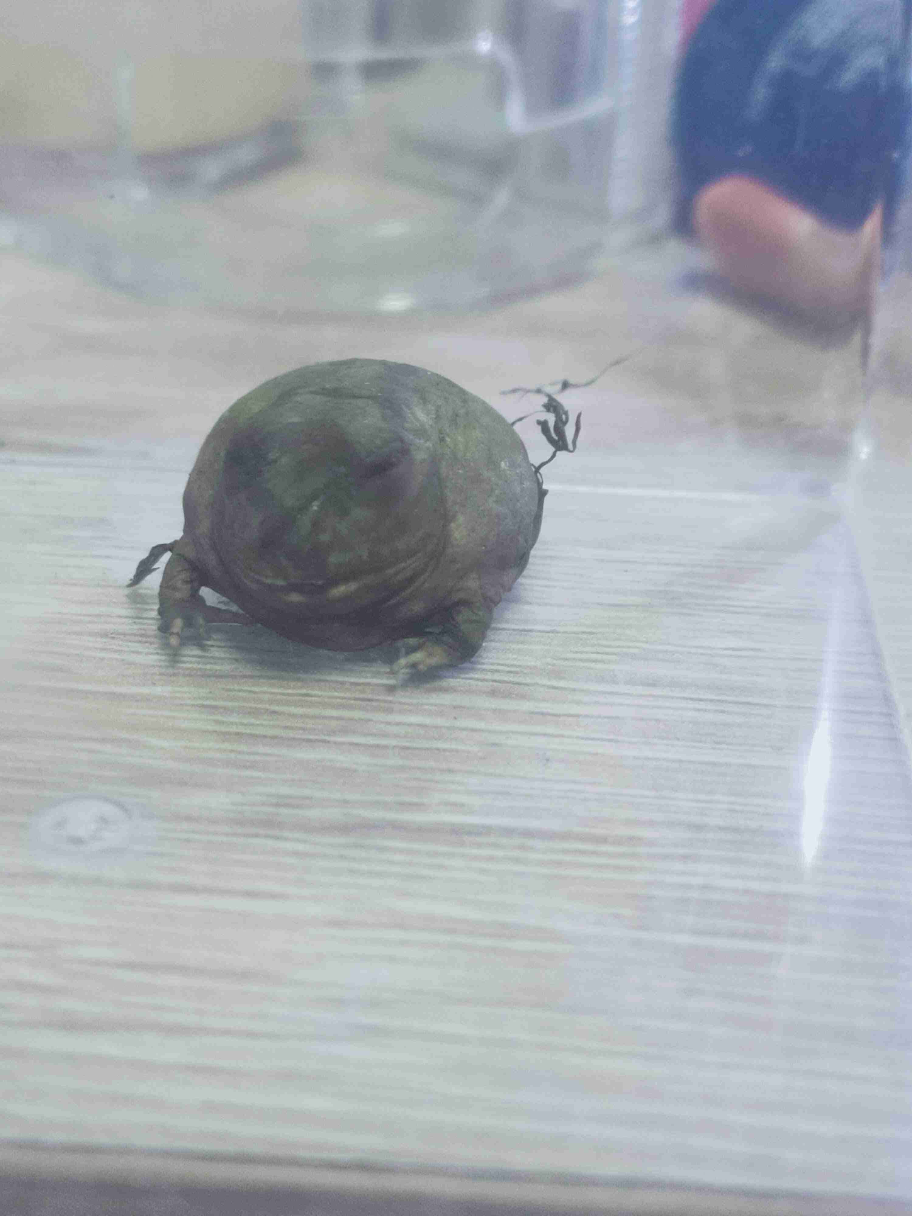 🐍爬虫類・両生類好きな人🐸※閲覧注意※