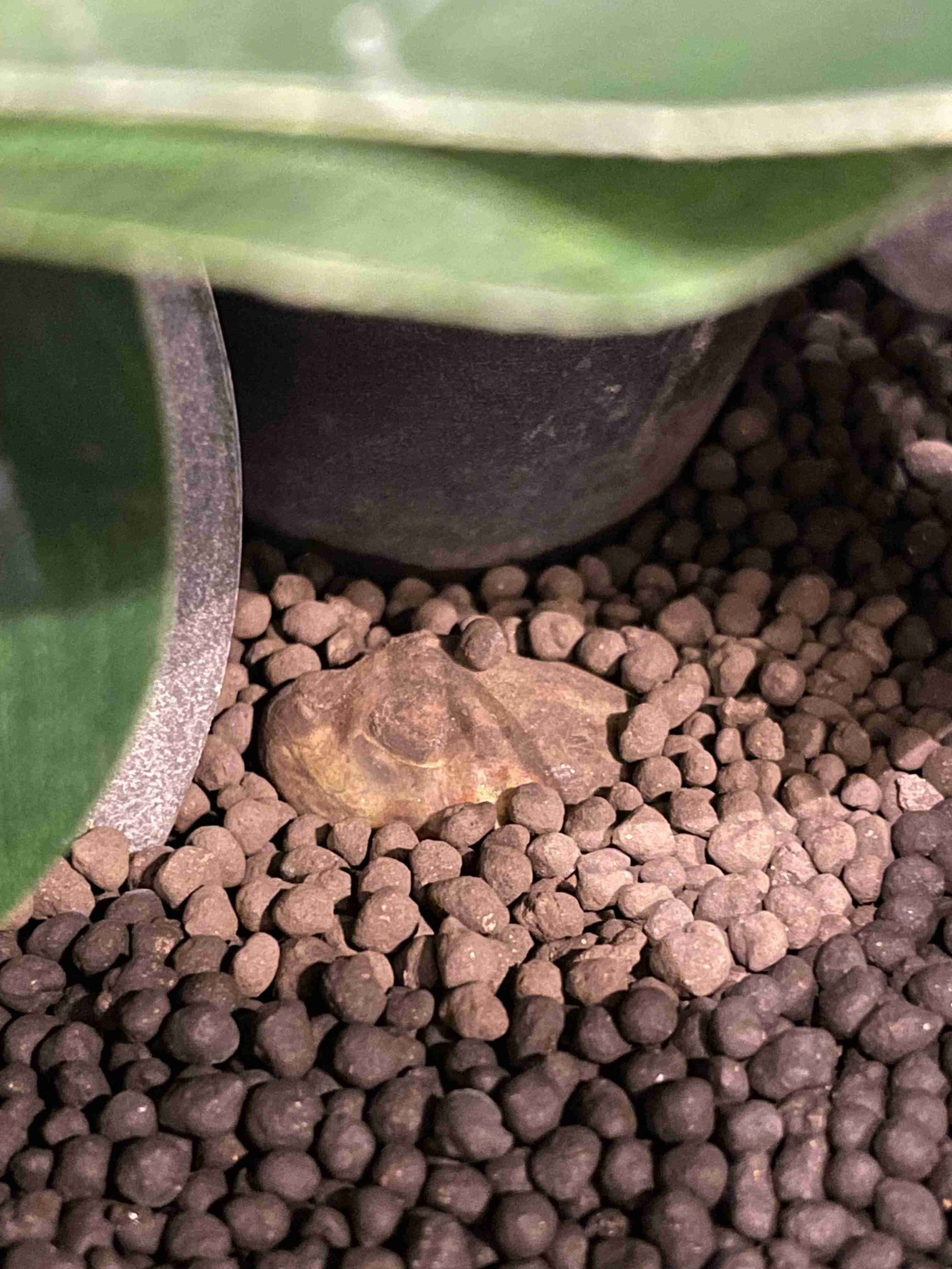 🐍爬虫類・両生類好きな人🐸※閲覧注意※