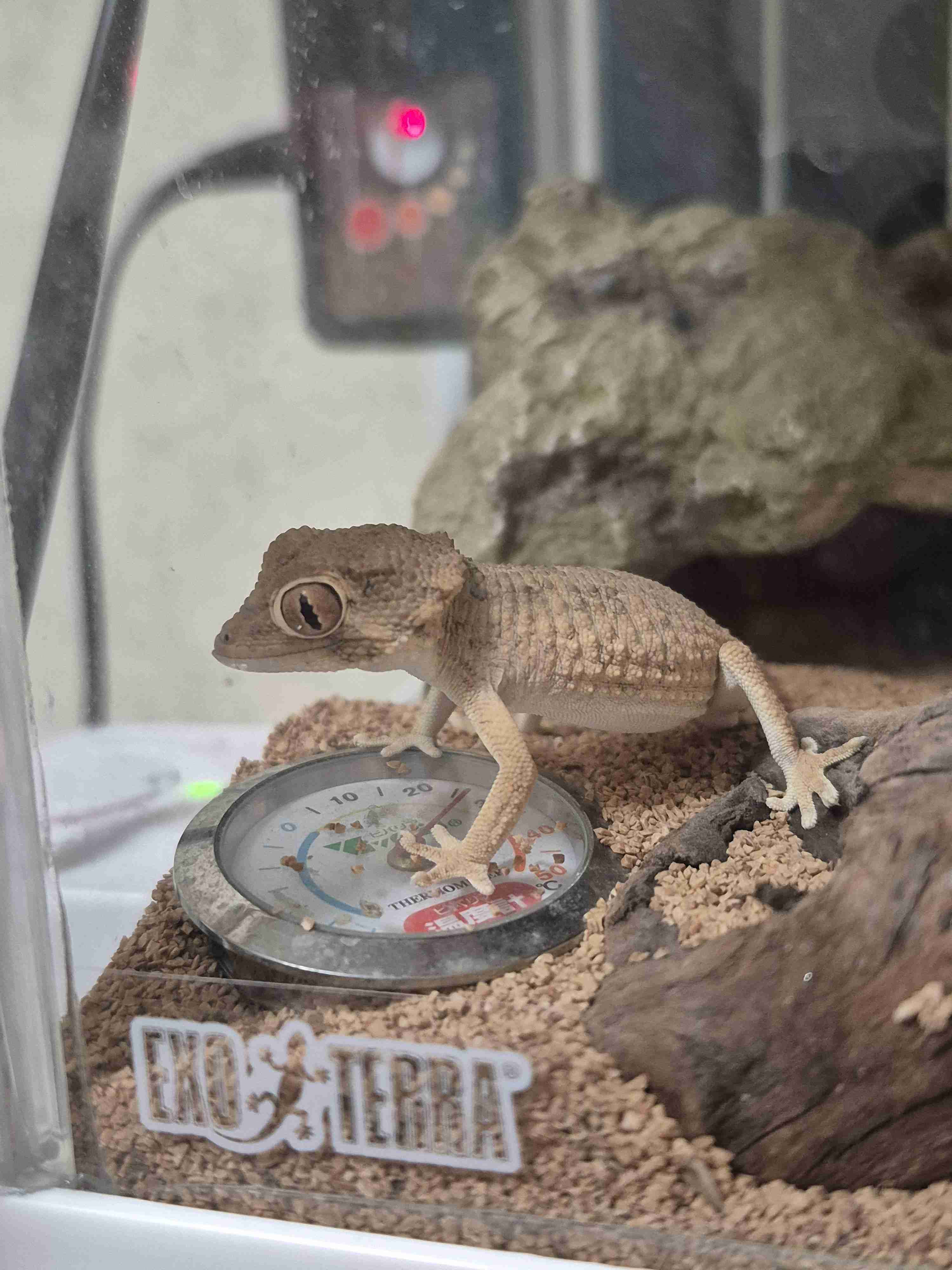 🐍爬虫類・両生類好きな人🐸※閲覧注意※