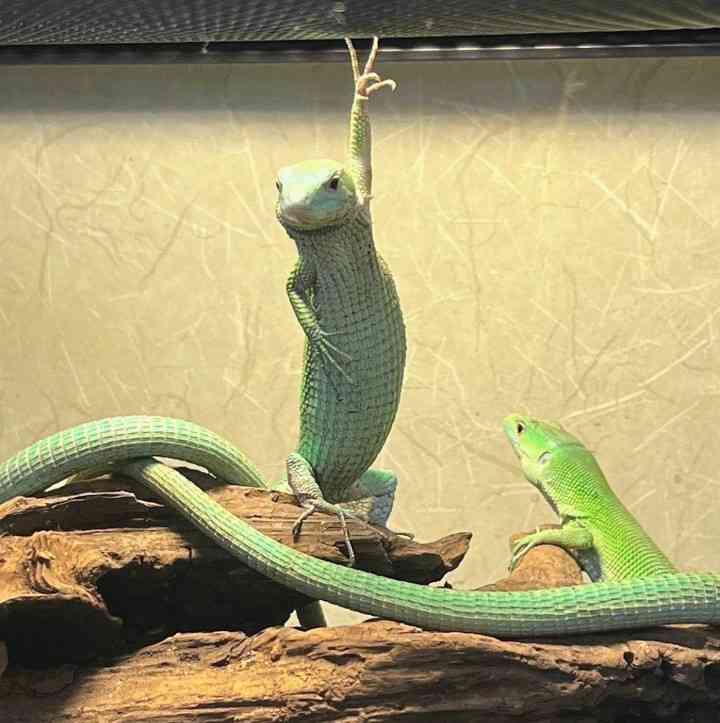 🐍爬虫類・両生類好きな人🐸※閲覧注意※