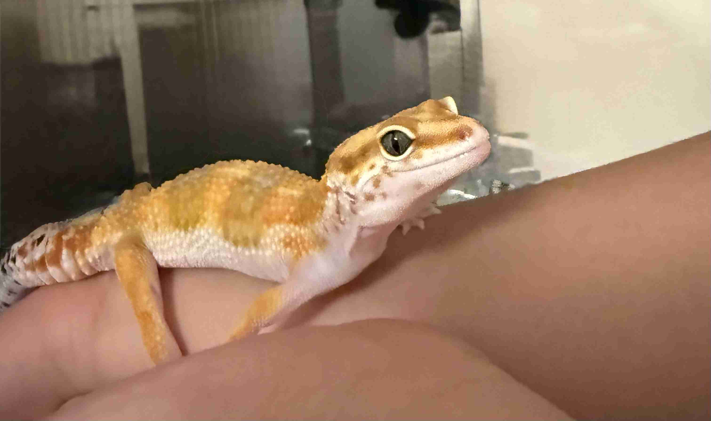 🐍爬虫類・両生類好きな人🐸※閲覧注意※
