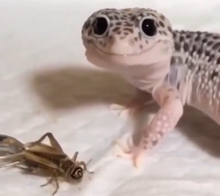 🐍爬虫類・両生類好きな人🐸※閲覧注意※