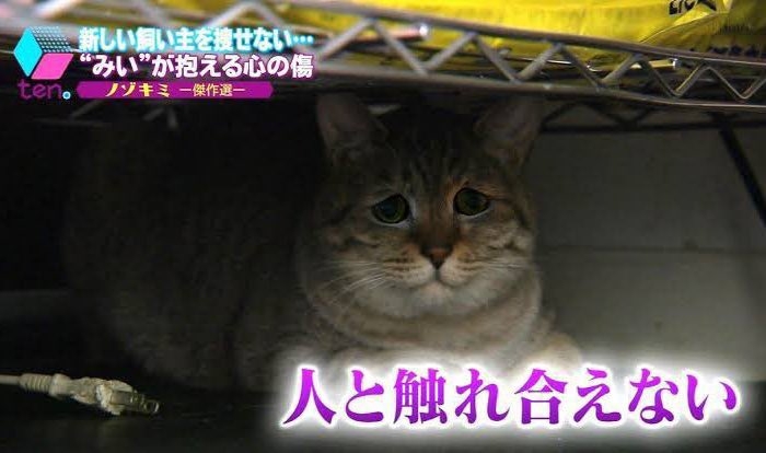 ペットに関する相談·質問