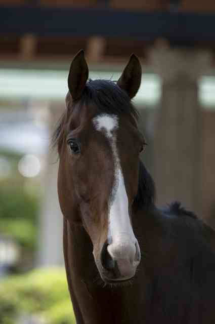 老化で顔が伸びたなって人