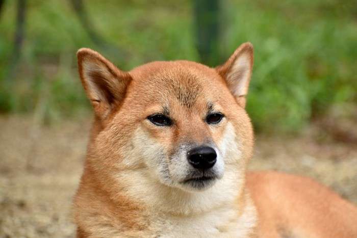 オリンピックに興味ない人