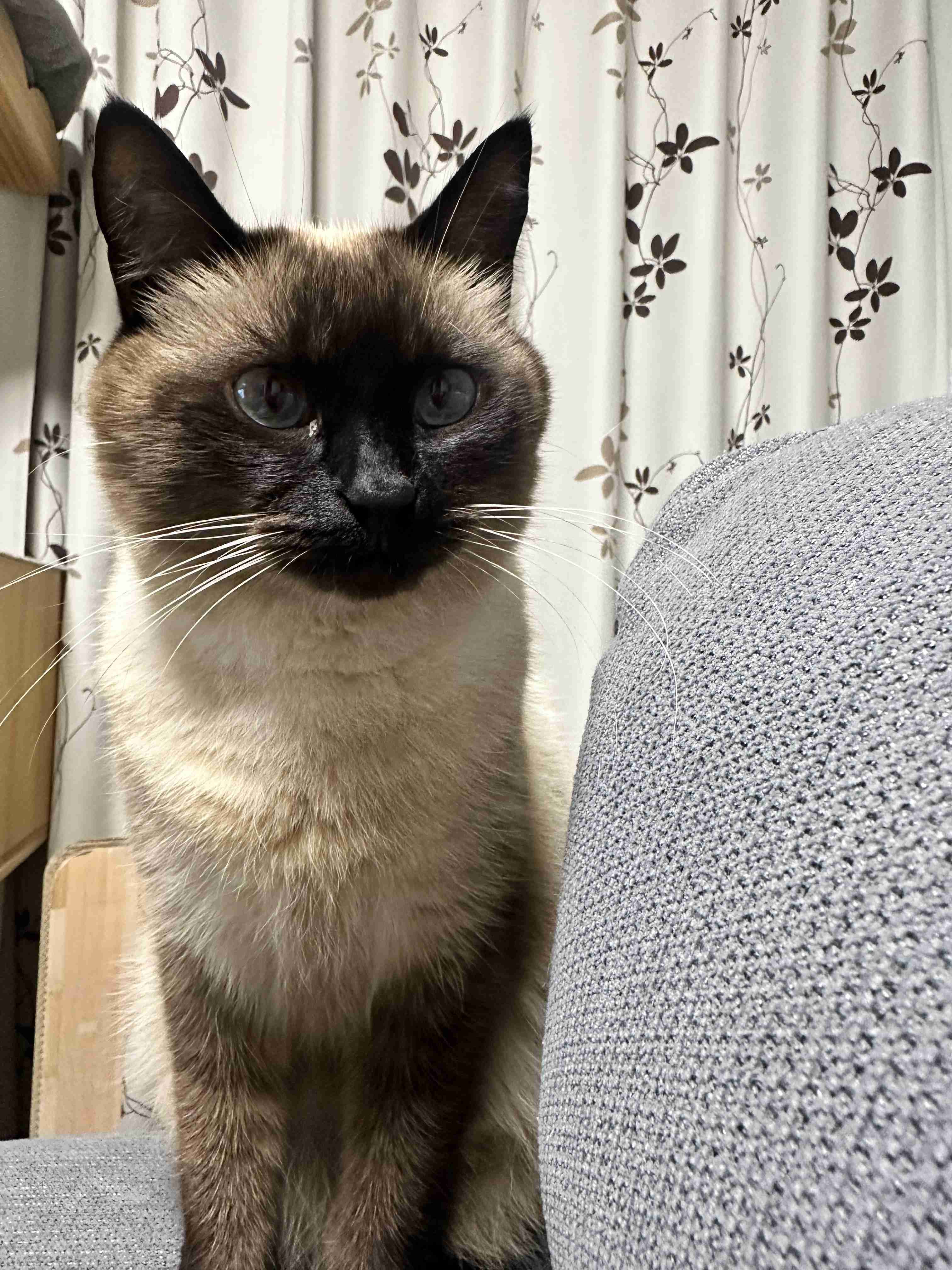 がるちゃん猫カフェ119号店開店しました♪(初めての方も大歓迎♪)