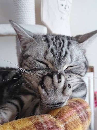 がるちゃん猫カフェ119号店開店しました♪(初めての方も大歓迎♪)