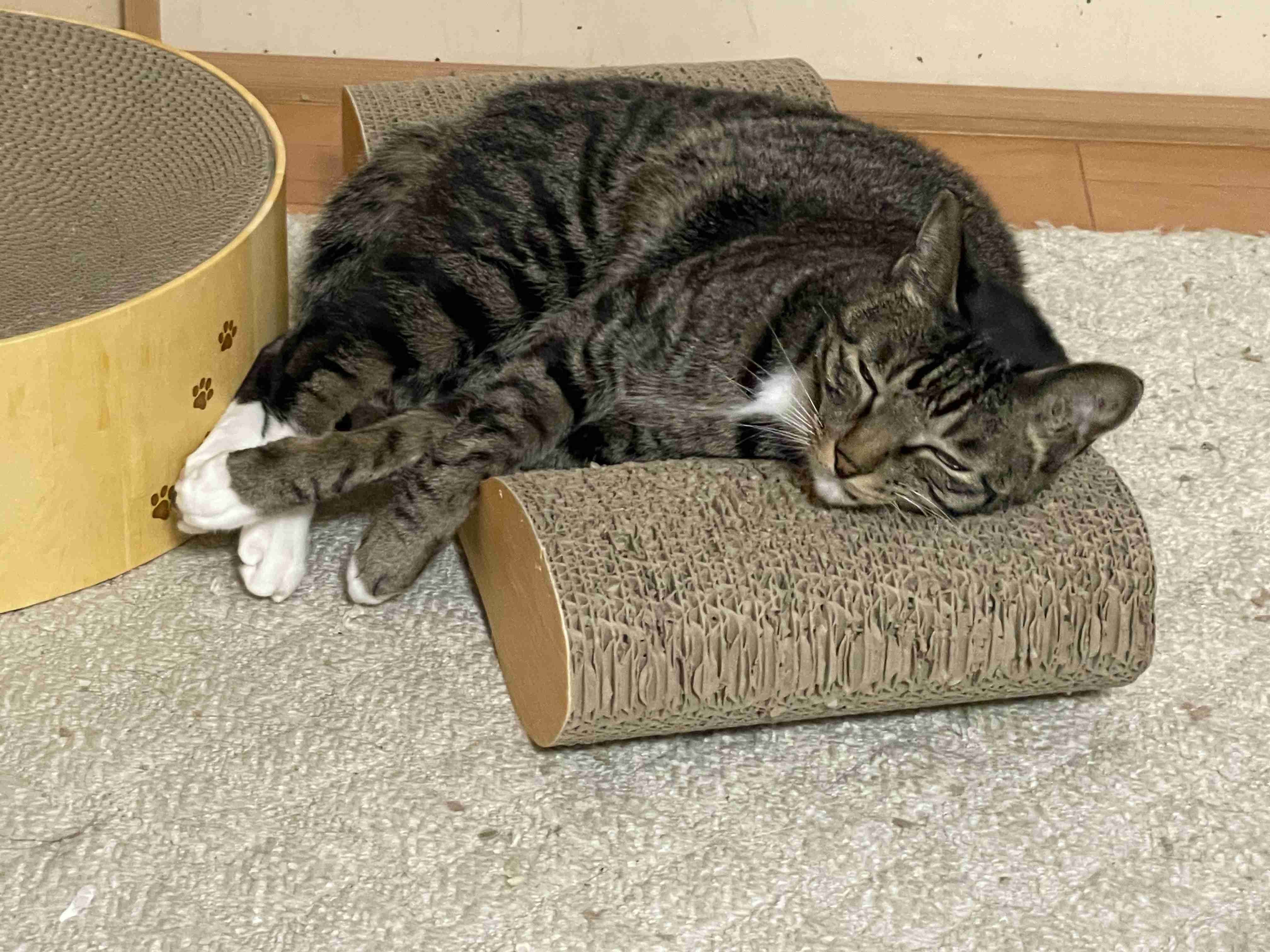 がるちゃん猫カフェ119号店開店しました♪(初めての方も大歓迎♪)