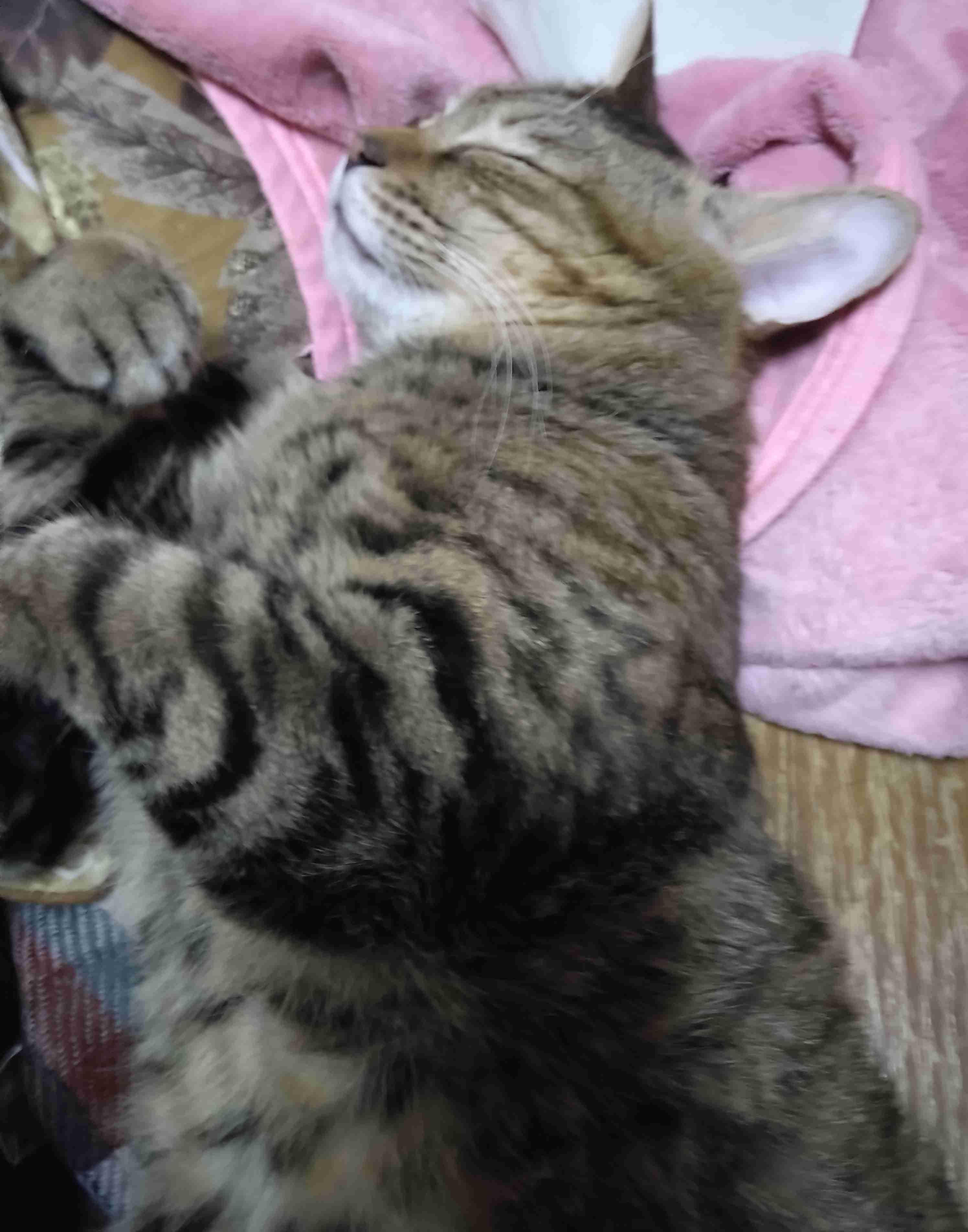 がるちゃん猫カフェ119号店開店しました♪(初めての方も大歓迎♪)