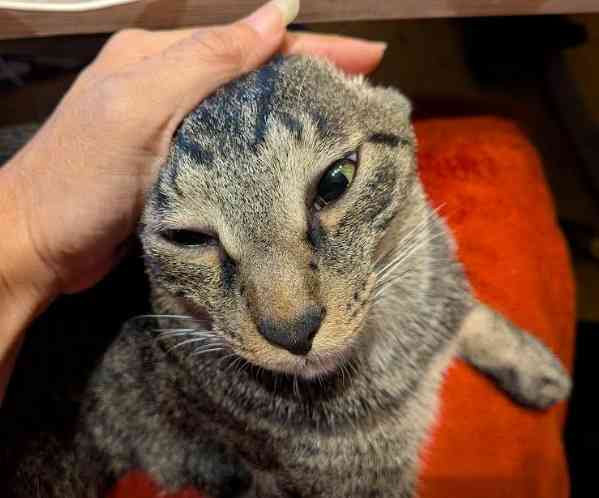 がるちゃん猫カフェ119号店開店しました♪(初めての方も大歓迎♪)