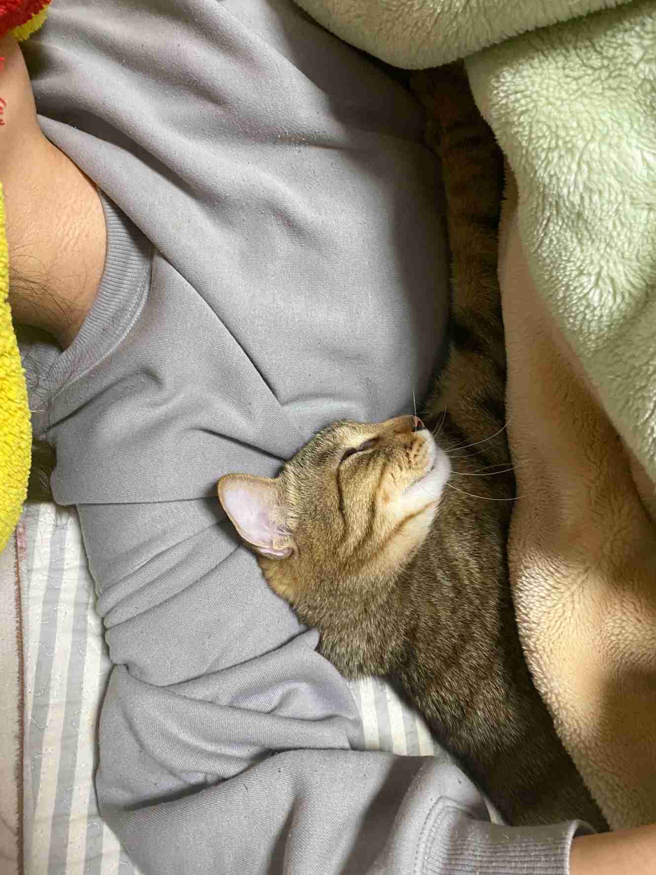 がるちゃん猫カフェ119号店開店しました♪(初めての方も大歓迎♪)