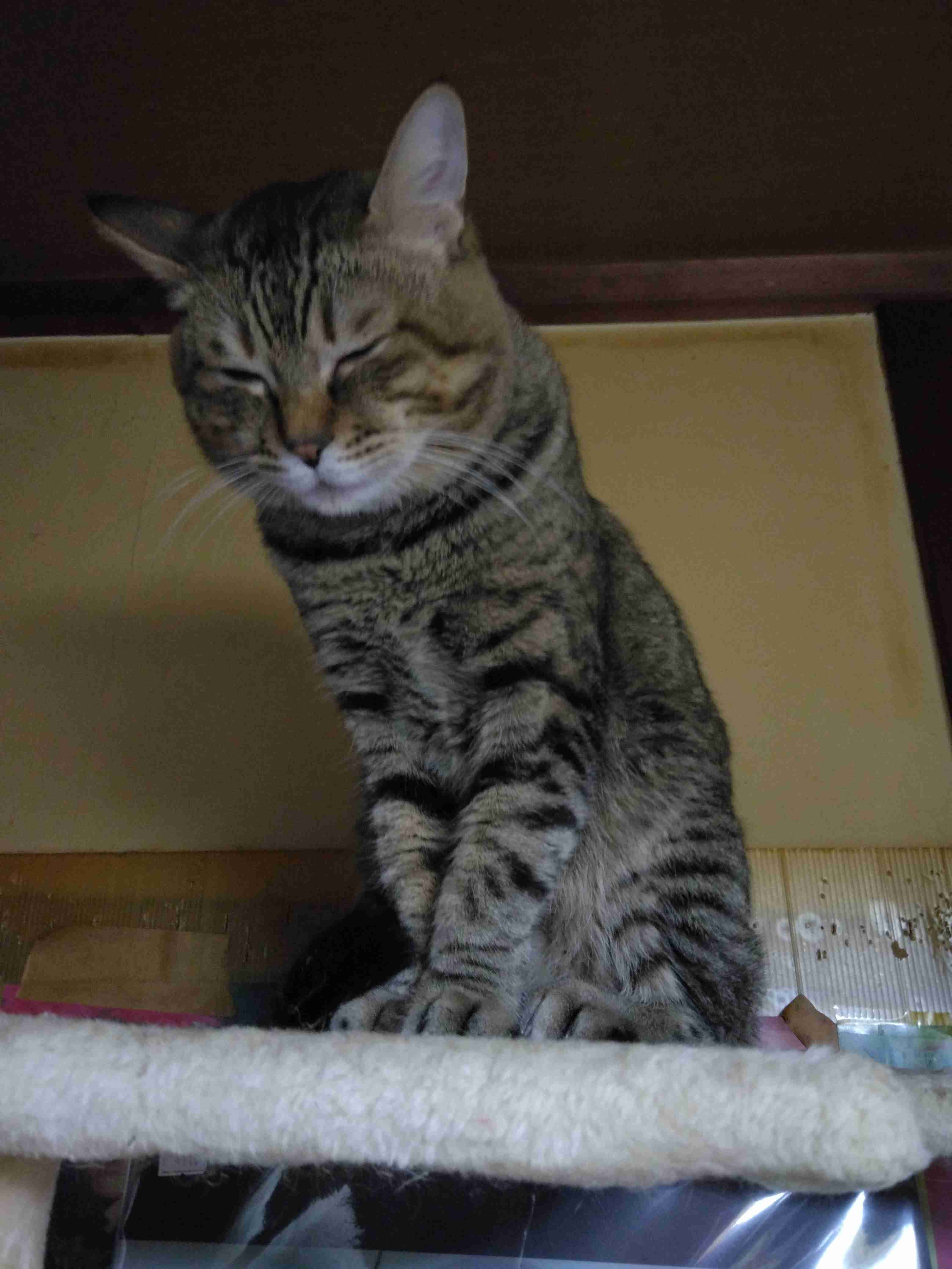 がるちゃん猫カフェ119号店開店しました♪(初めての方も大歓迎♪)