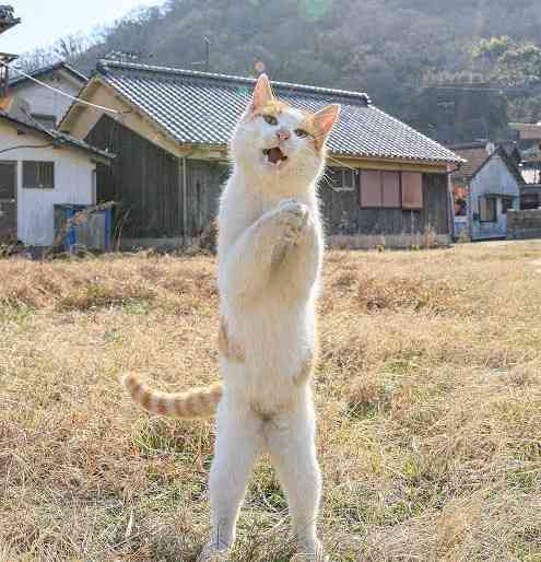 がるちゃん猫カフェ119号店開店しました♪(初めての方も大歓迎♪)