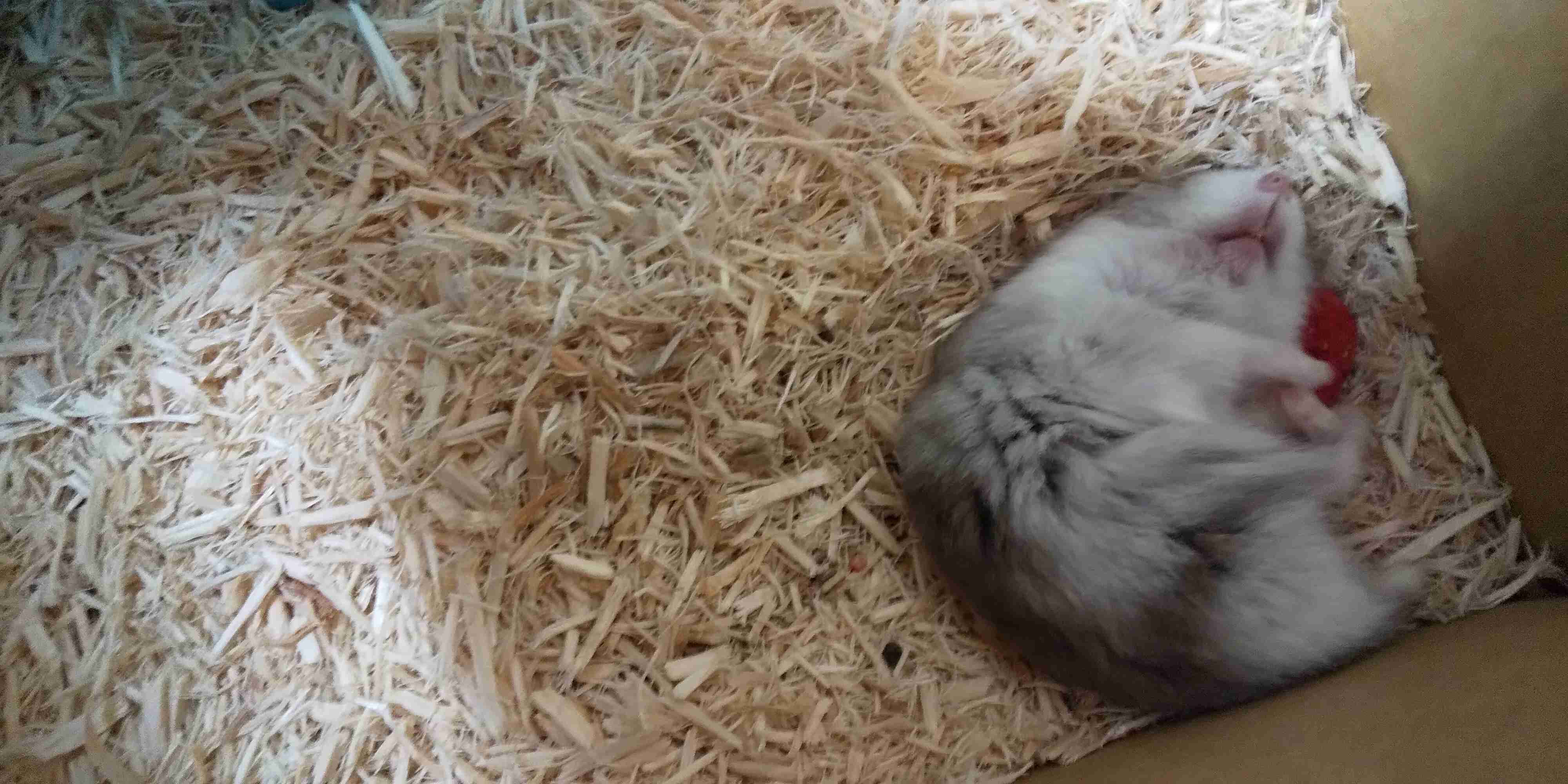 がるちゃん猫カフェ119号店開店しました♪(初めての方も大歓迎♪)