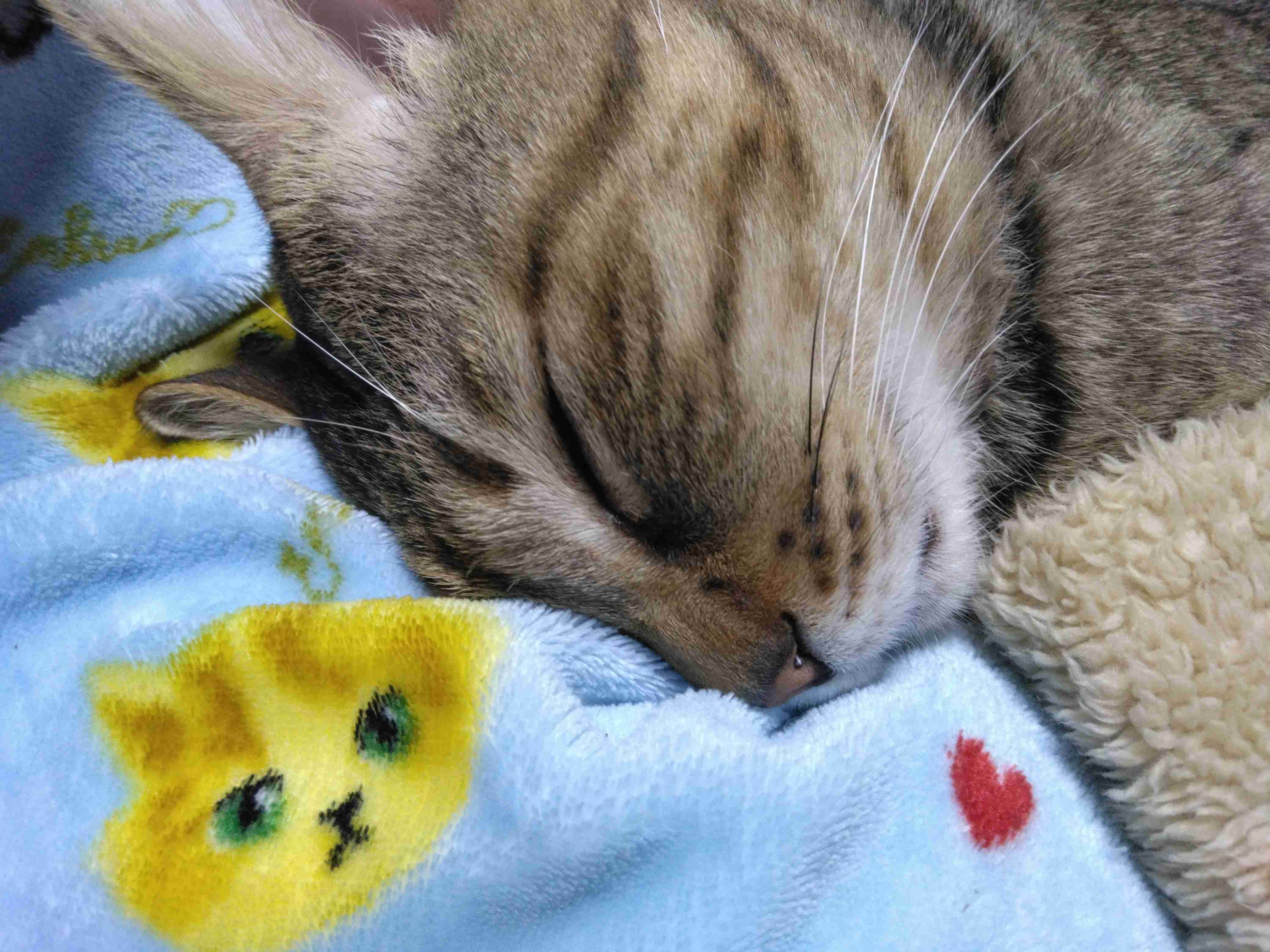 がるちゃん猫カフェ119号店開店しました♪(初めての方も大歓迎♪)