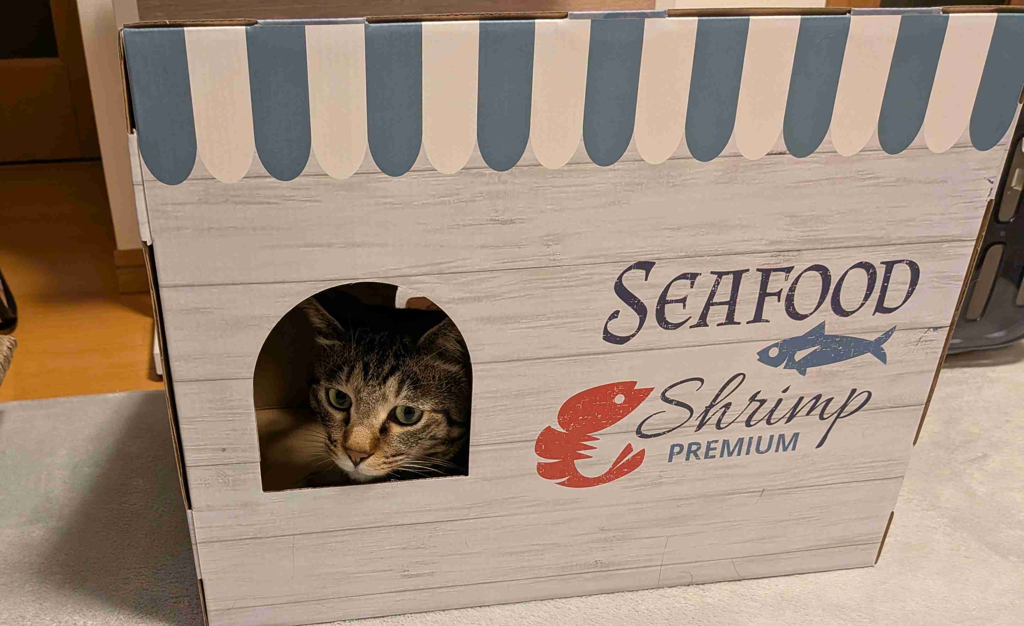 がるちゃん猫カフェ119号店開店しました♪(初めての方も大歓迎♪)