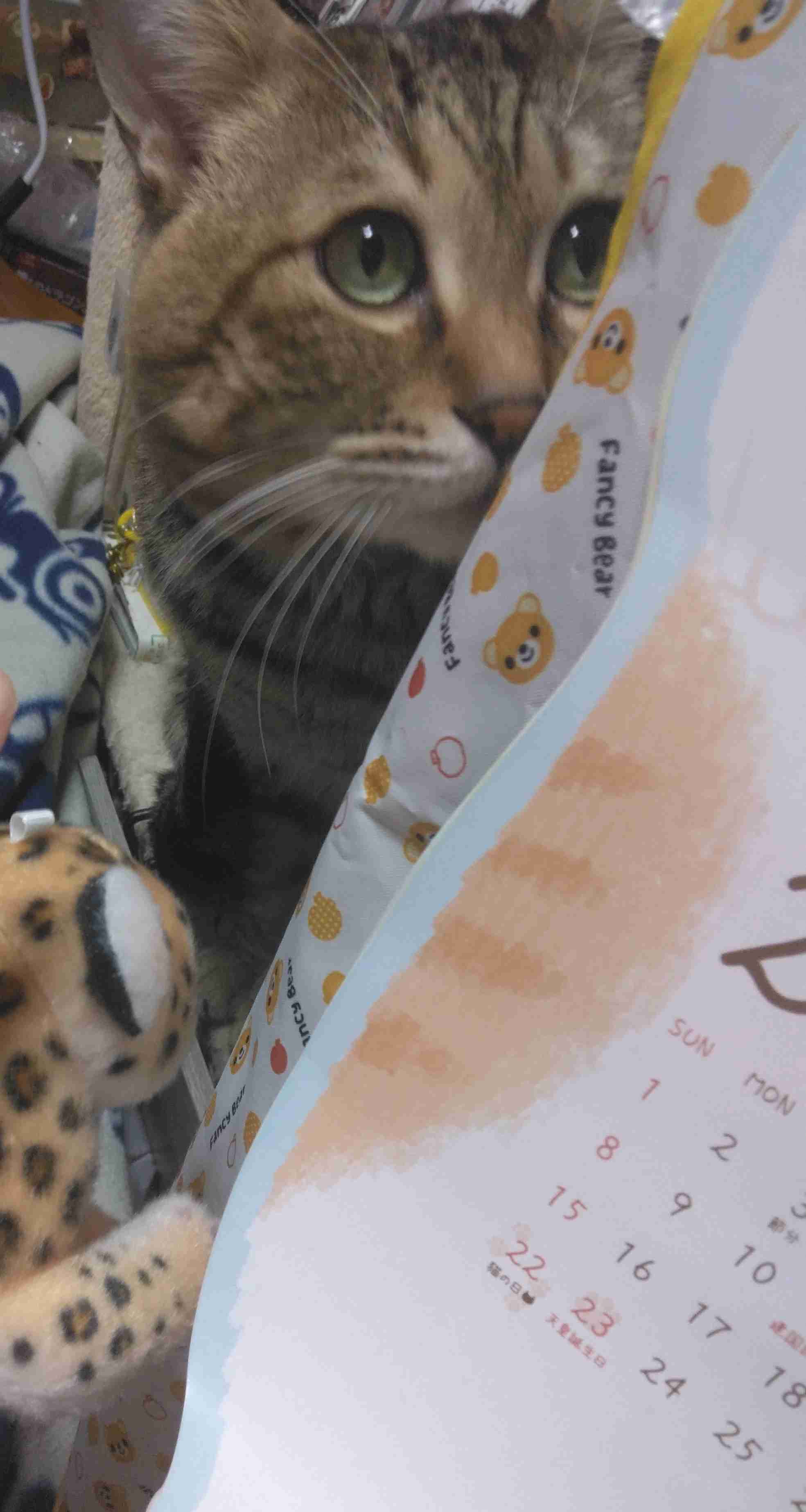 がるちゃん猫カフェ119号店開店しました♪(初めての方も大歓迎♪)