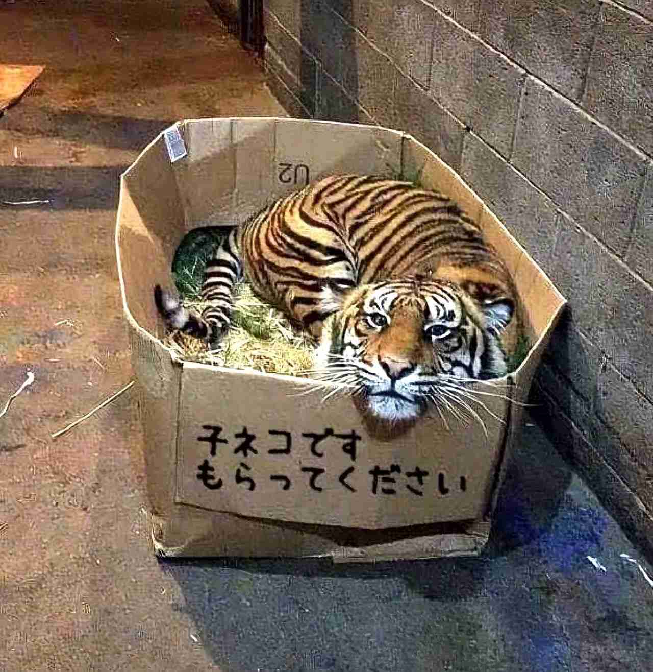 がるちゃん猫カフェ119号店開店しました♪(初めての方も大歓迎♪)