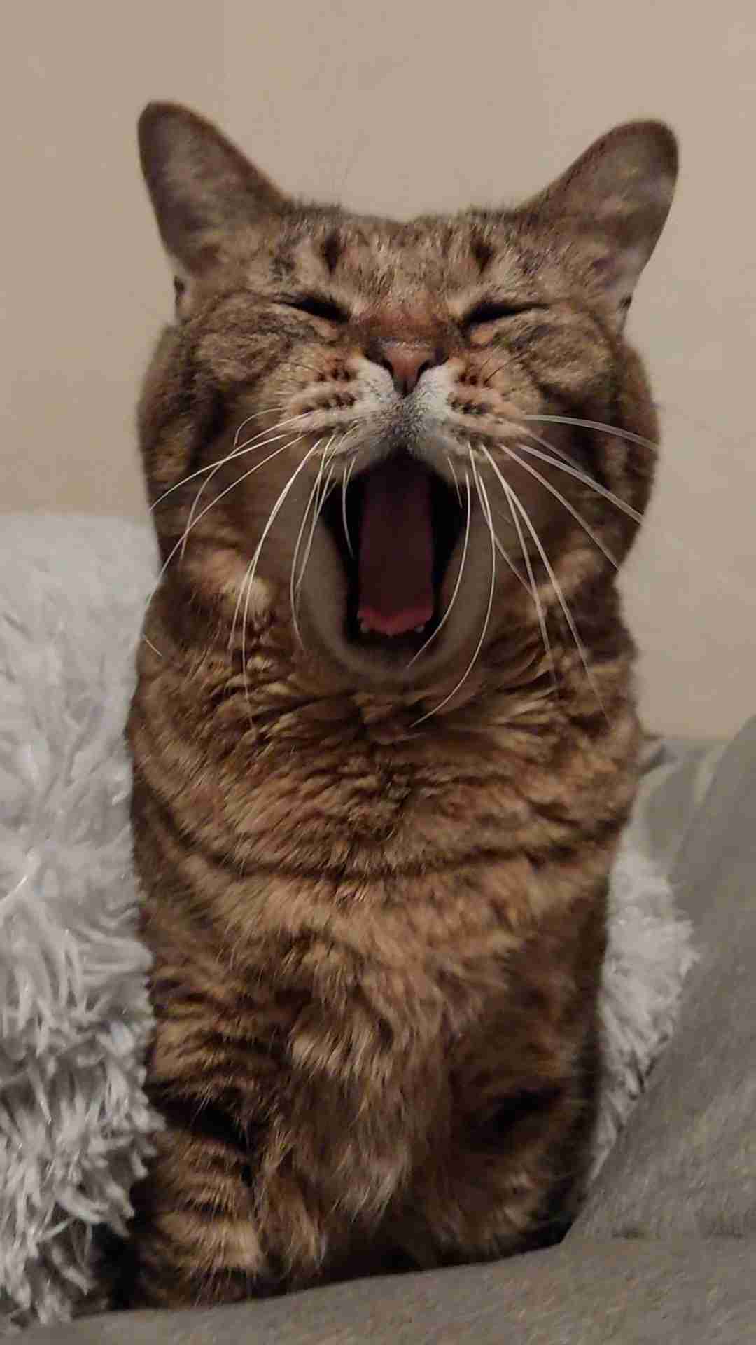 がるちゃん猫カフェ119号店開店しました♪(初めての方も大歓迎♪)