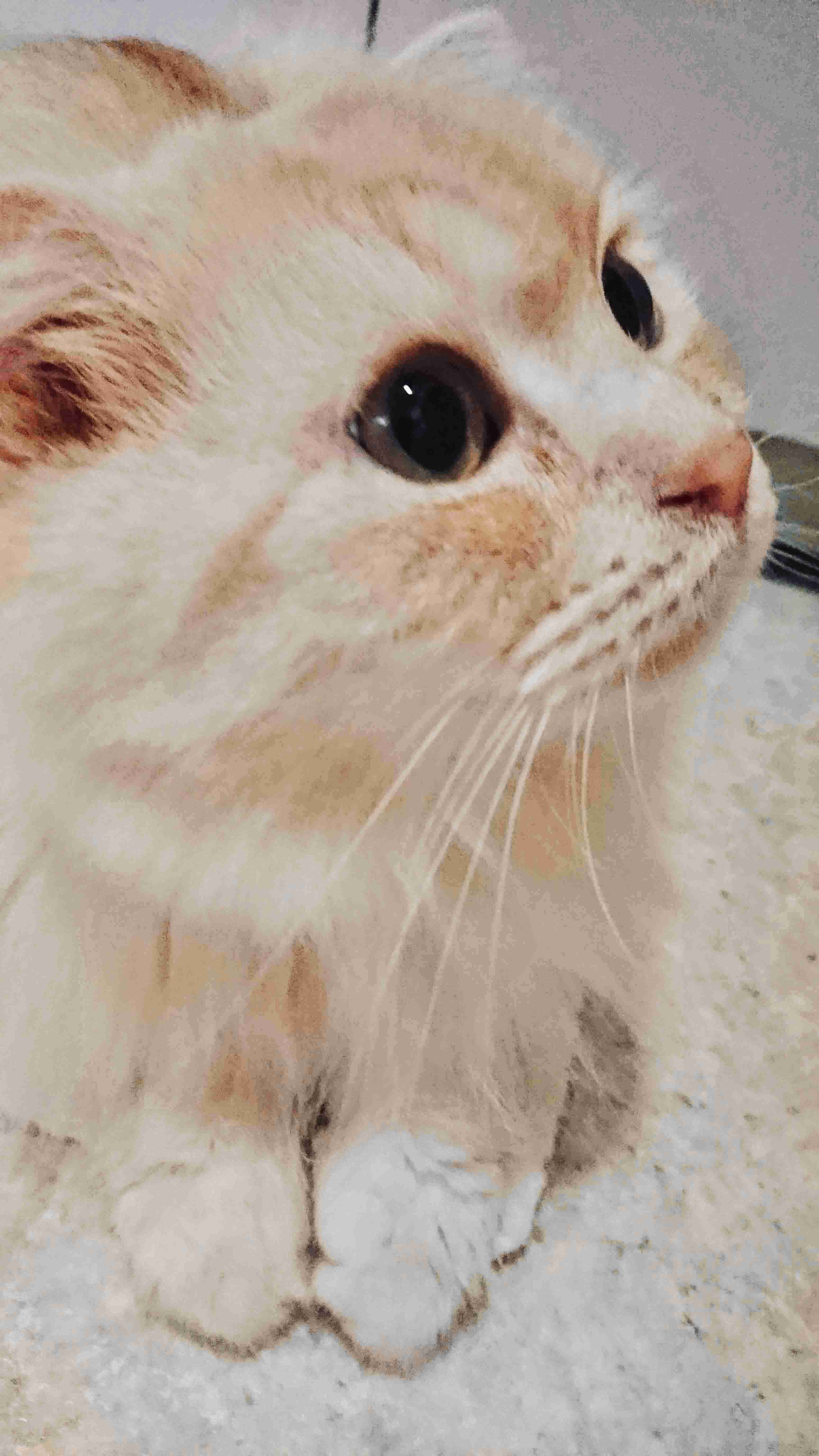 がるちゃん猫カフェ119号店開店しました♪(初めての方も大歓迎♪)